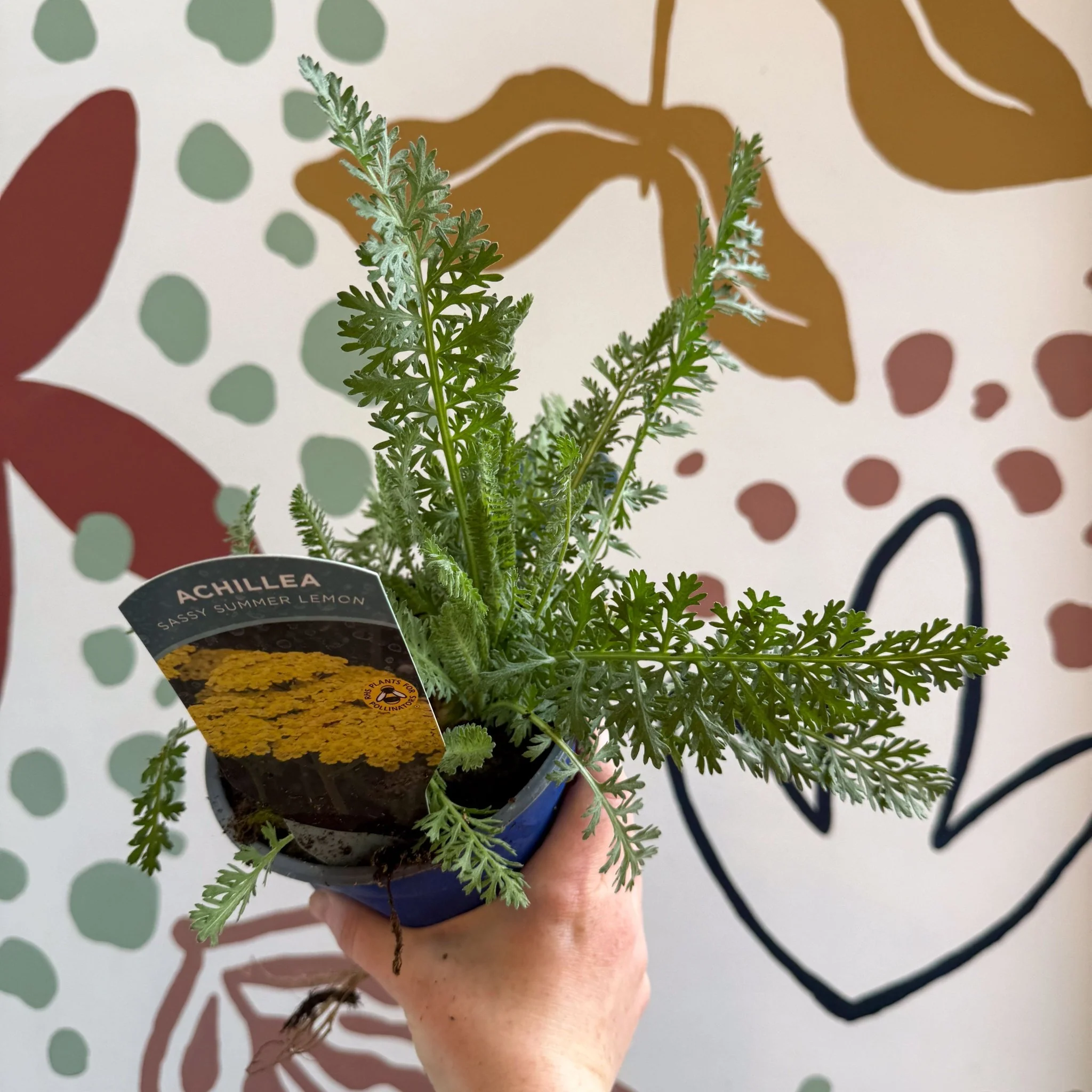 Achillea millefolium 'Sassy Summer Lemon' - Yellow Yarrow - British Grown Herbaceous Perennial