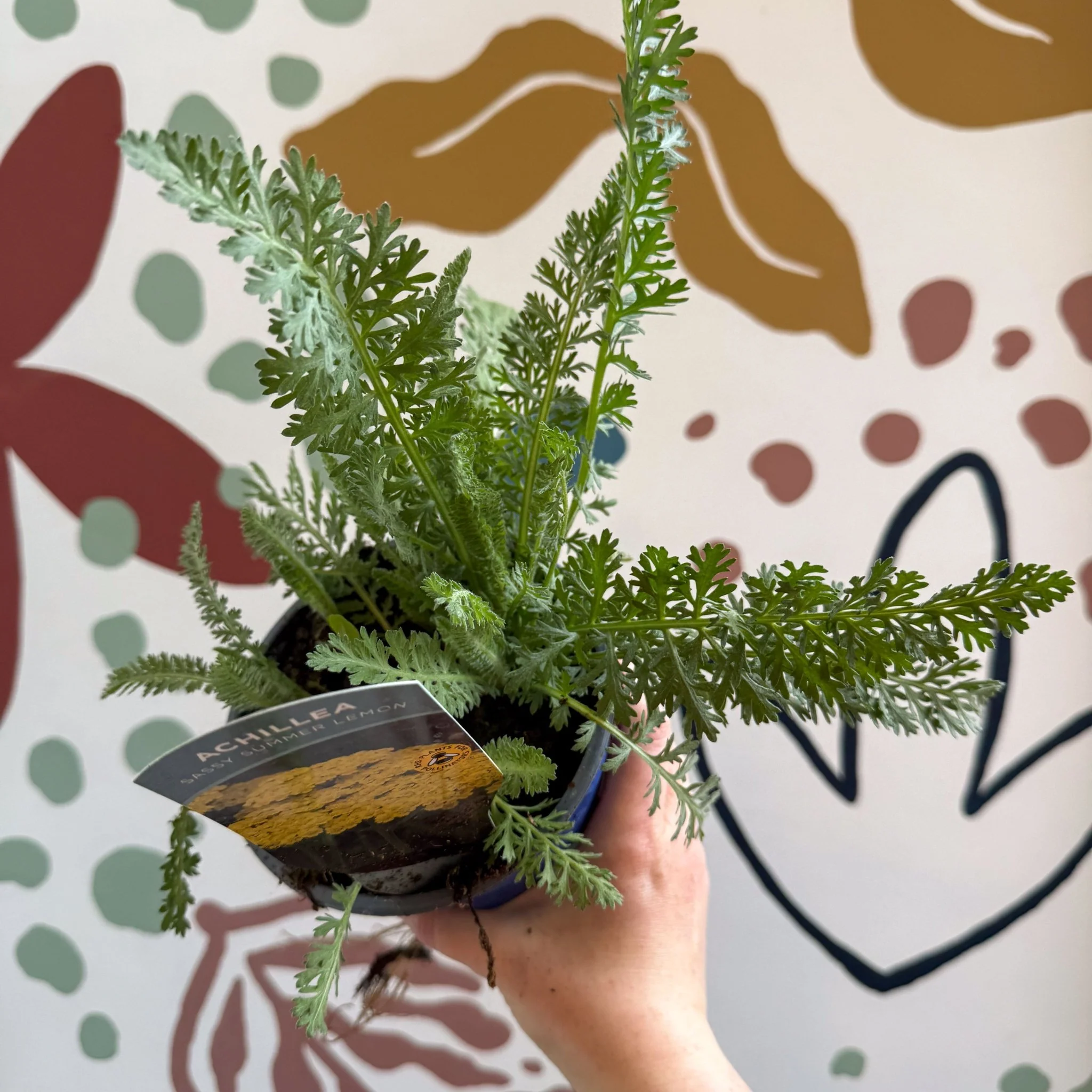 Achillea millefolium 'Sassy Summer Lemon' - Yellow Yarrow - British Grown Herbaceous Perennial - Image 2