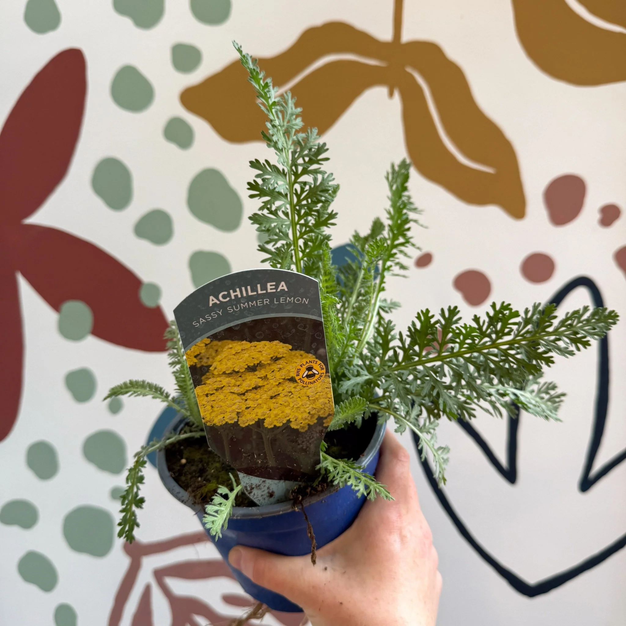 Achillea millefolium 'Sassy Summer Lemon' - Yellow Yarrow - British Grown Herbaceous Perennial - Image 3