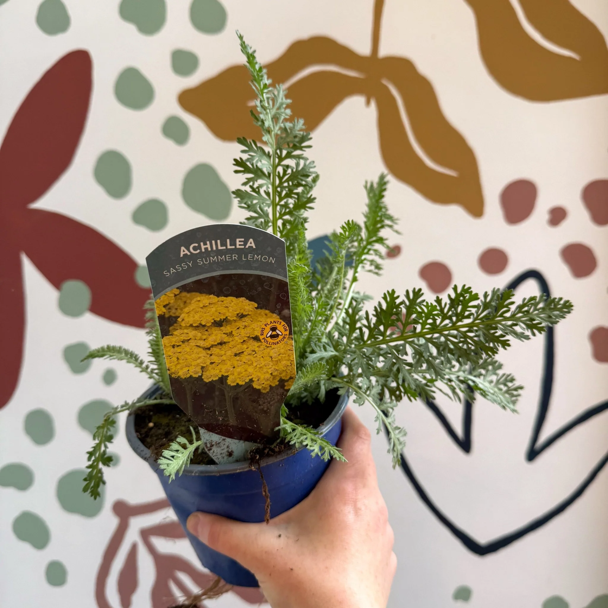 Achillea millefolium 'Sassy Summer Lemon' - Yellow Yarrow - British Grown Herbaceous Perennial - Image 4
