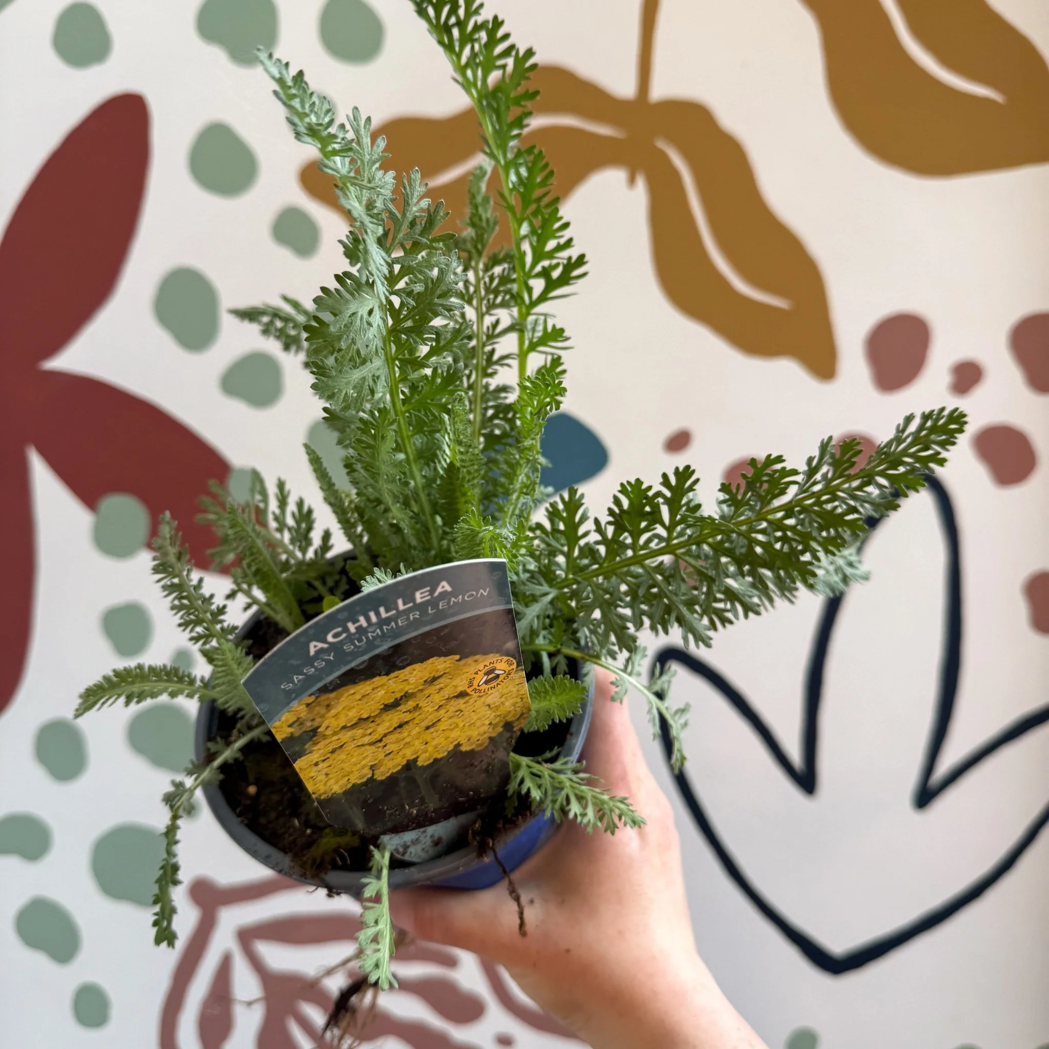 Achillea millefolium 'Sassy Summer Lemon' - Yellow Yarrow - British Grown Herbaceous Perennial - Image 5
