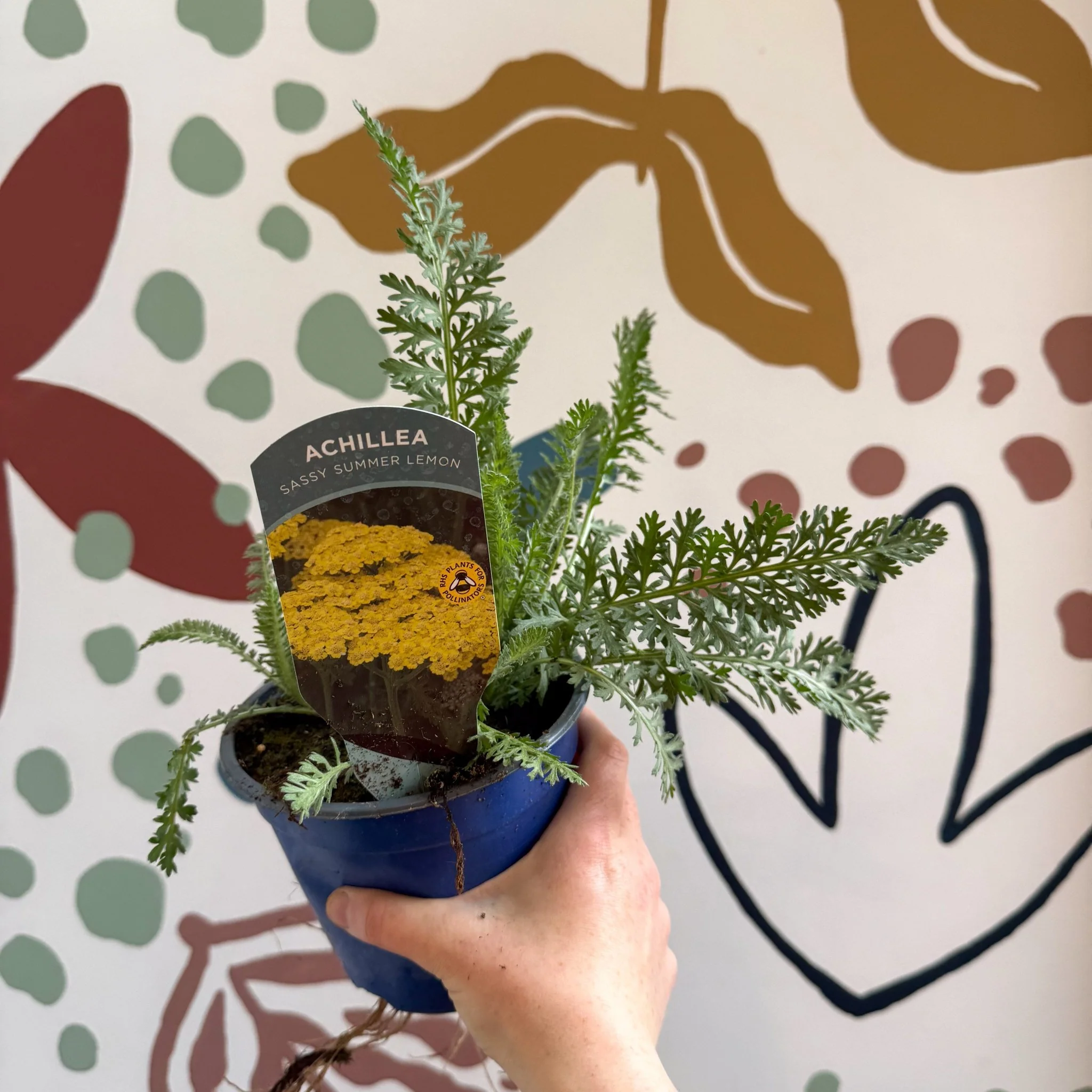 Achillea millefolium 'Sassy Summer Lemon' - Yellow Yarrow - British Grown Herbaceous Perennial - Image 6