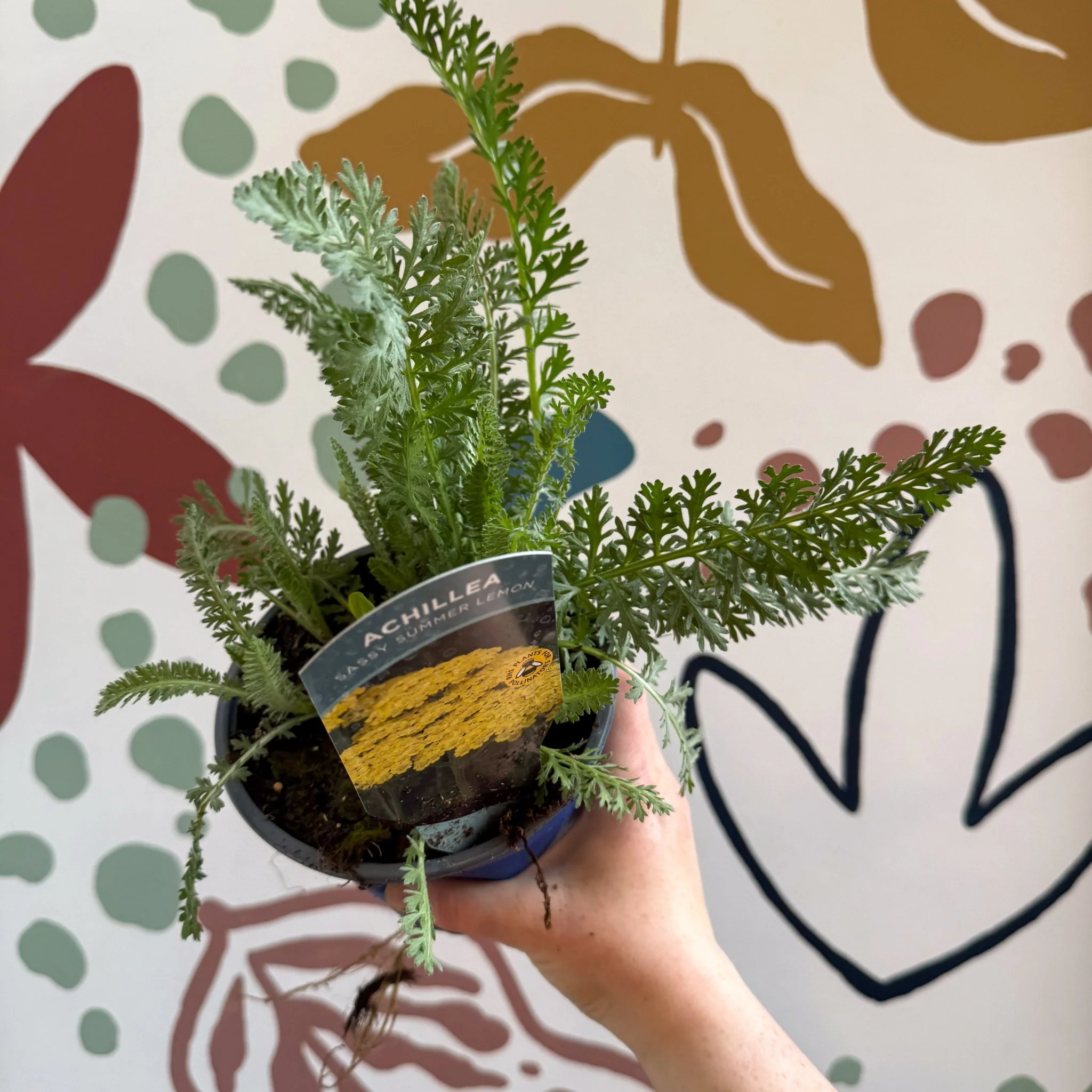 Achillea millefolium 'Sassy Summer Lemon' - Yellow Yarrow - British Grown Herbaceous Perennial - Image 7