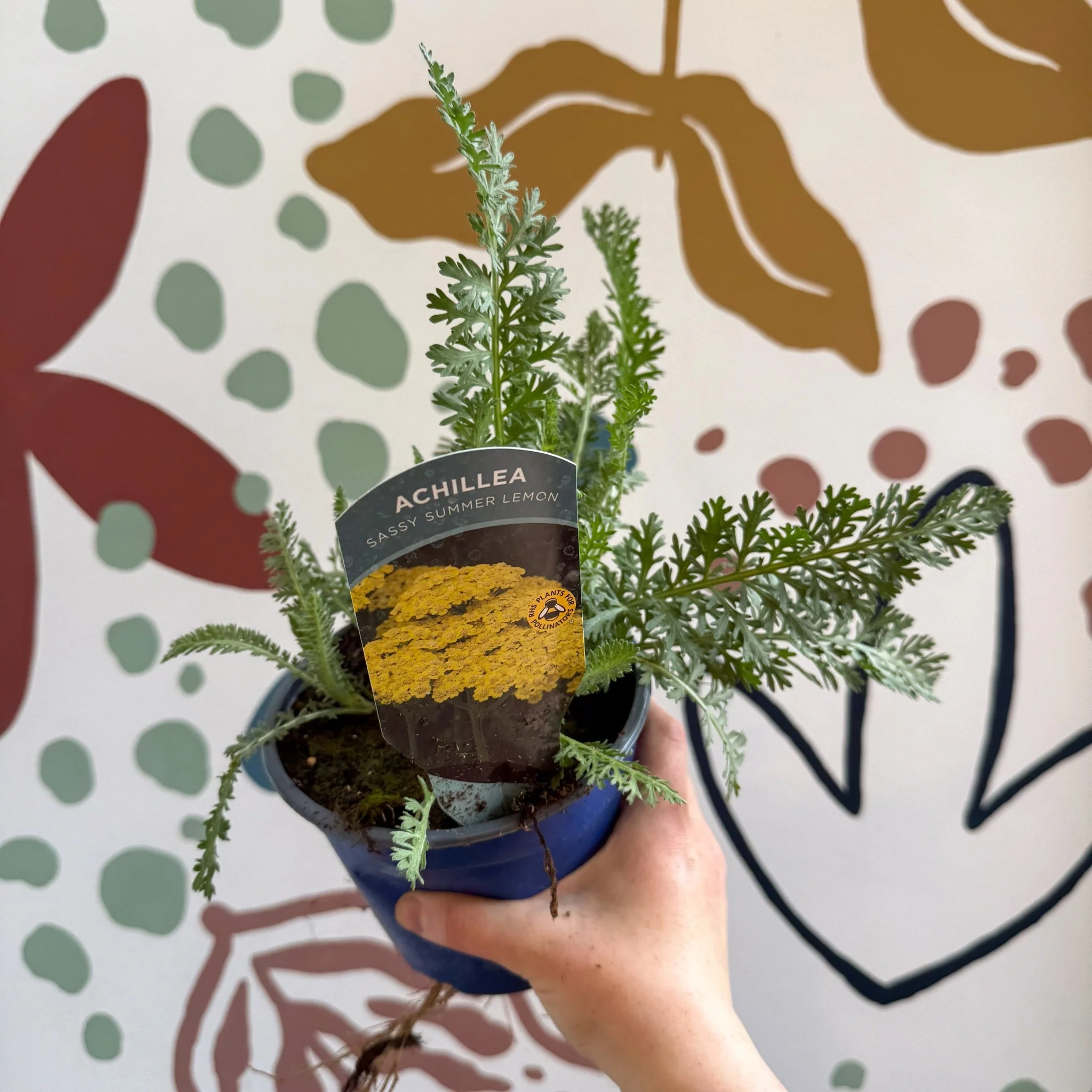 Achillea millefolium 'Sassy Summer Lemon' - Yellow Yarrow - British Grown Herbaceous Perennial - Image 8