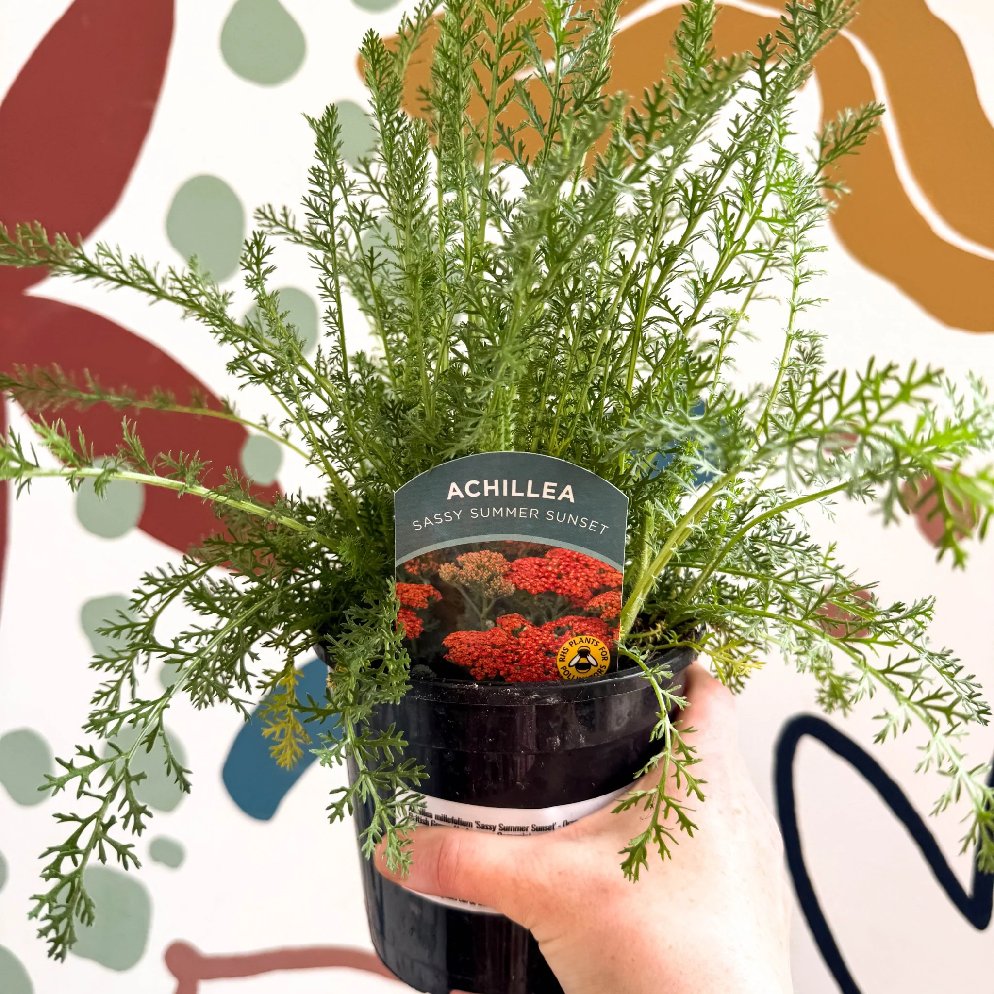 Achillea millefolium 'Sassy Summer Sunset' - Orange Yarrow - British Grown Herbaceous Perennial