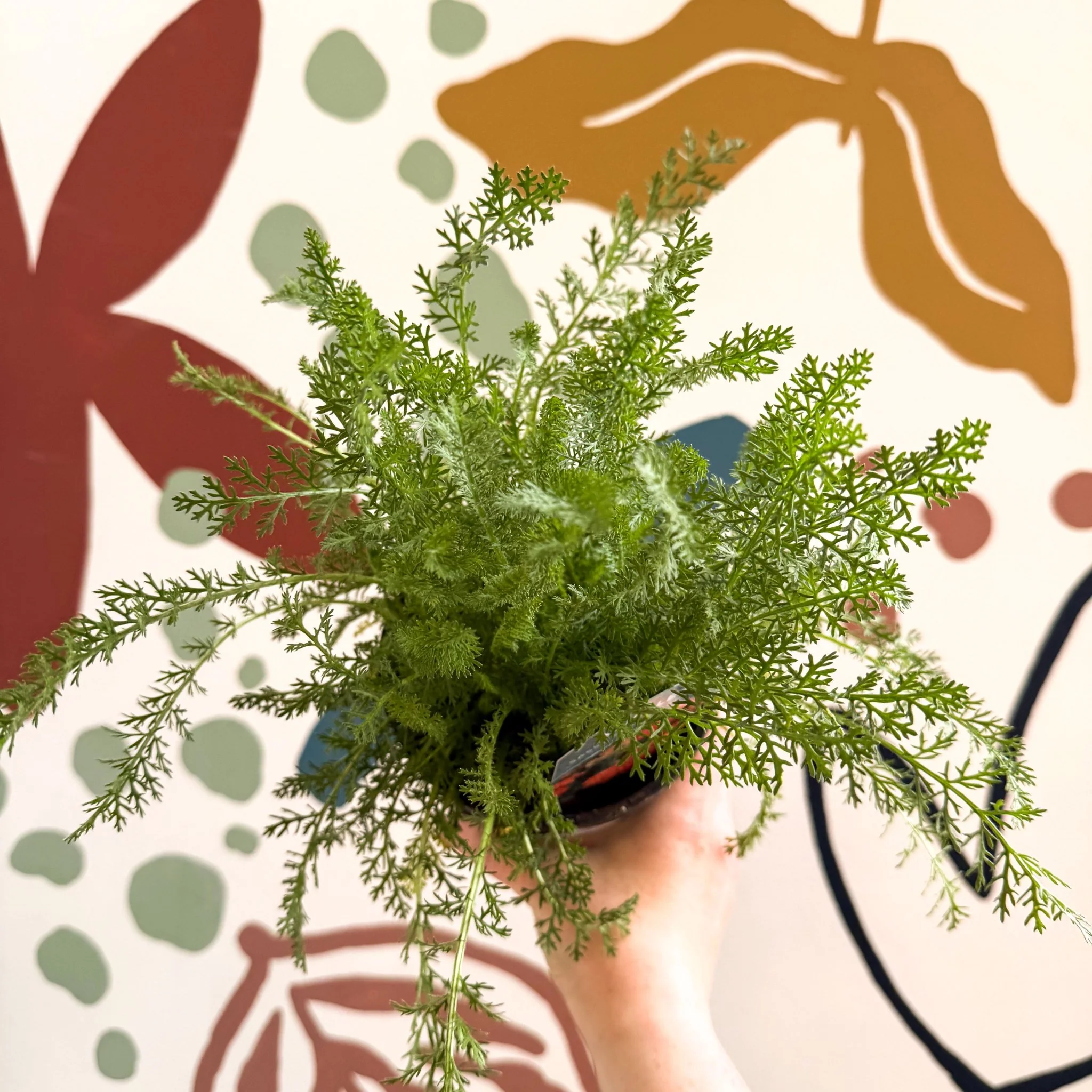 Achillea millefolium 'Sassy Summer Sunset' - Orange Yarrow - British Grown Herbaceous Perennial - Image 2
