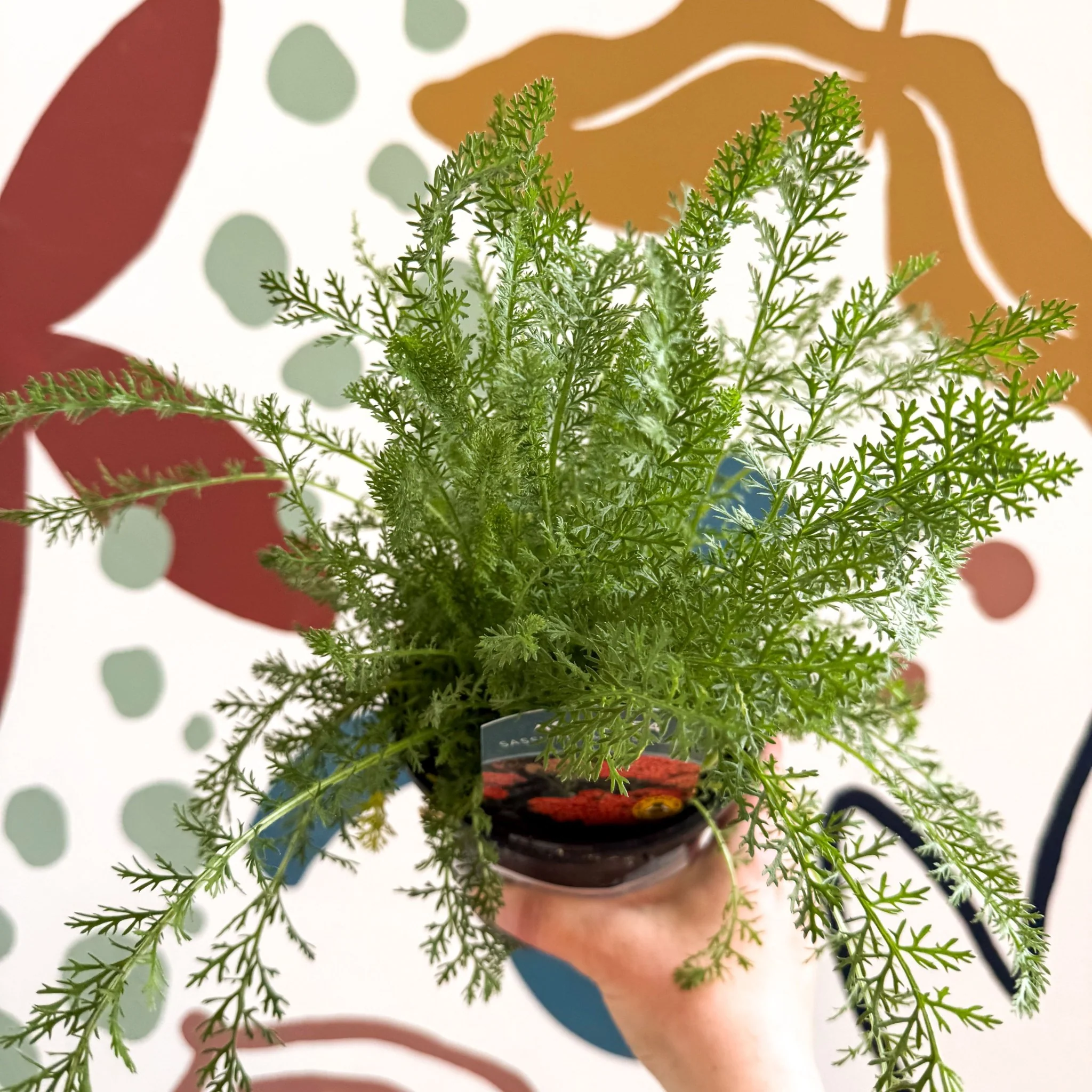 Achillea millefolium 'Sassy Summer Sunset' - Orange Yarrow - British Grown Herbaceous Perennial - Image 4