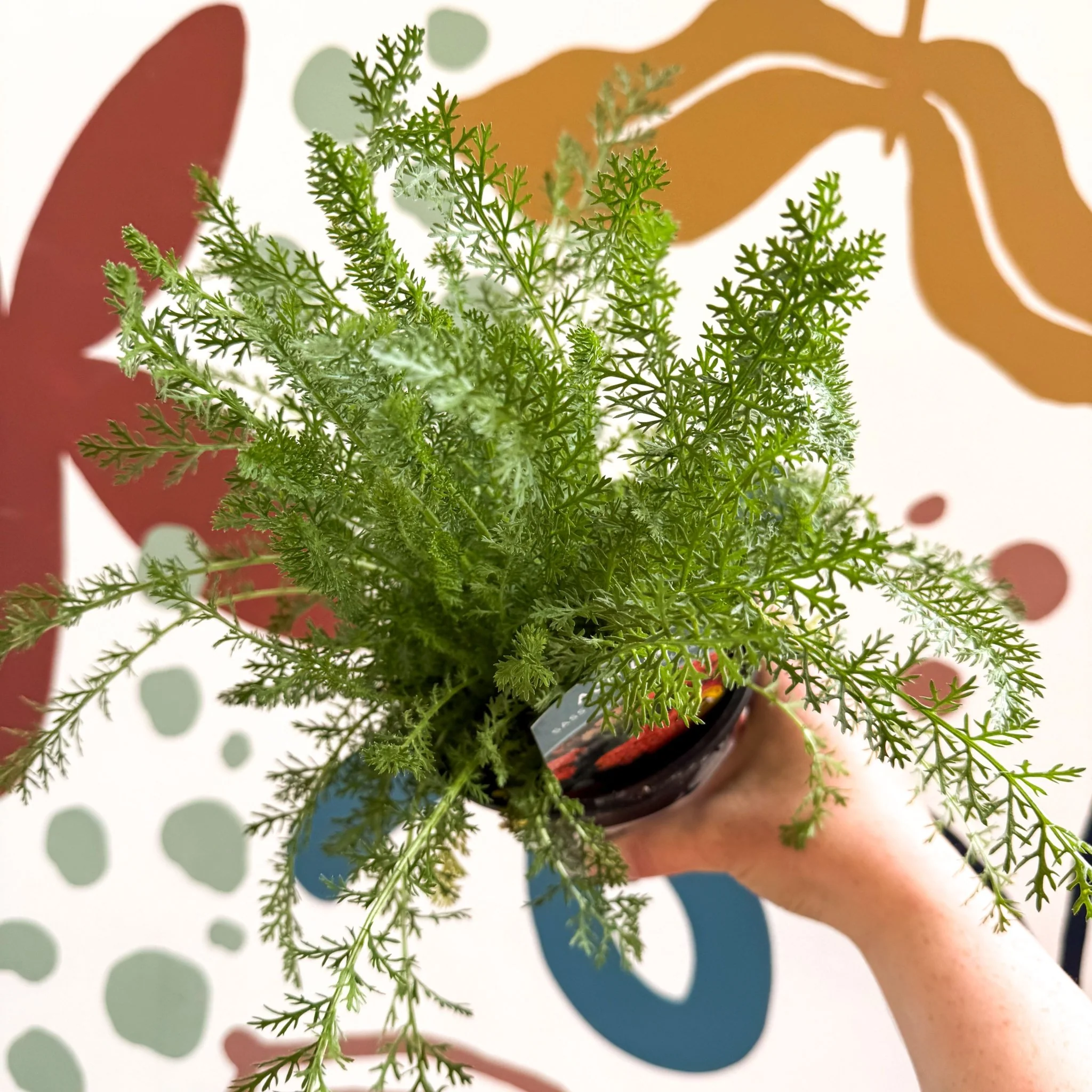 Achillea millefolium 'Sassy Summer Sunset' - Orange Yarrow - British Grown Herbaceous Perennial - Image 5