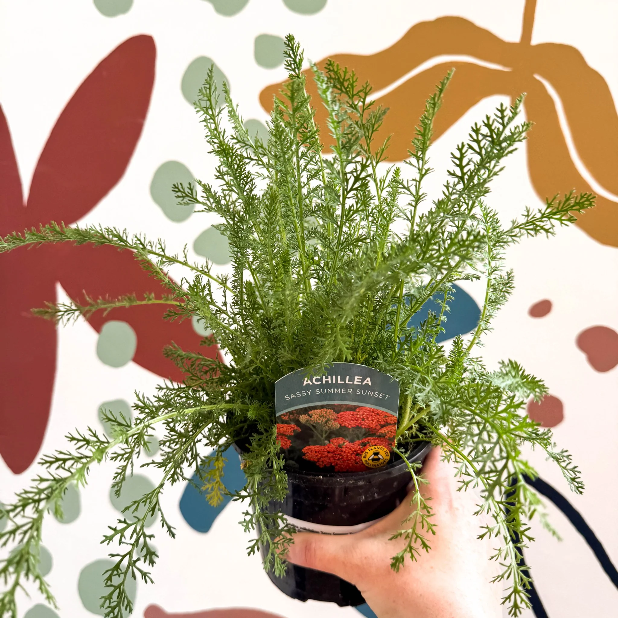 Achillea millefolium 'Sassy Summer Sunset' - Orange Yarrow - British Grown Herbaceous Perennial - Image 6