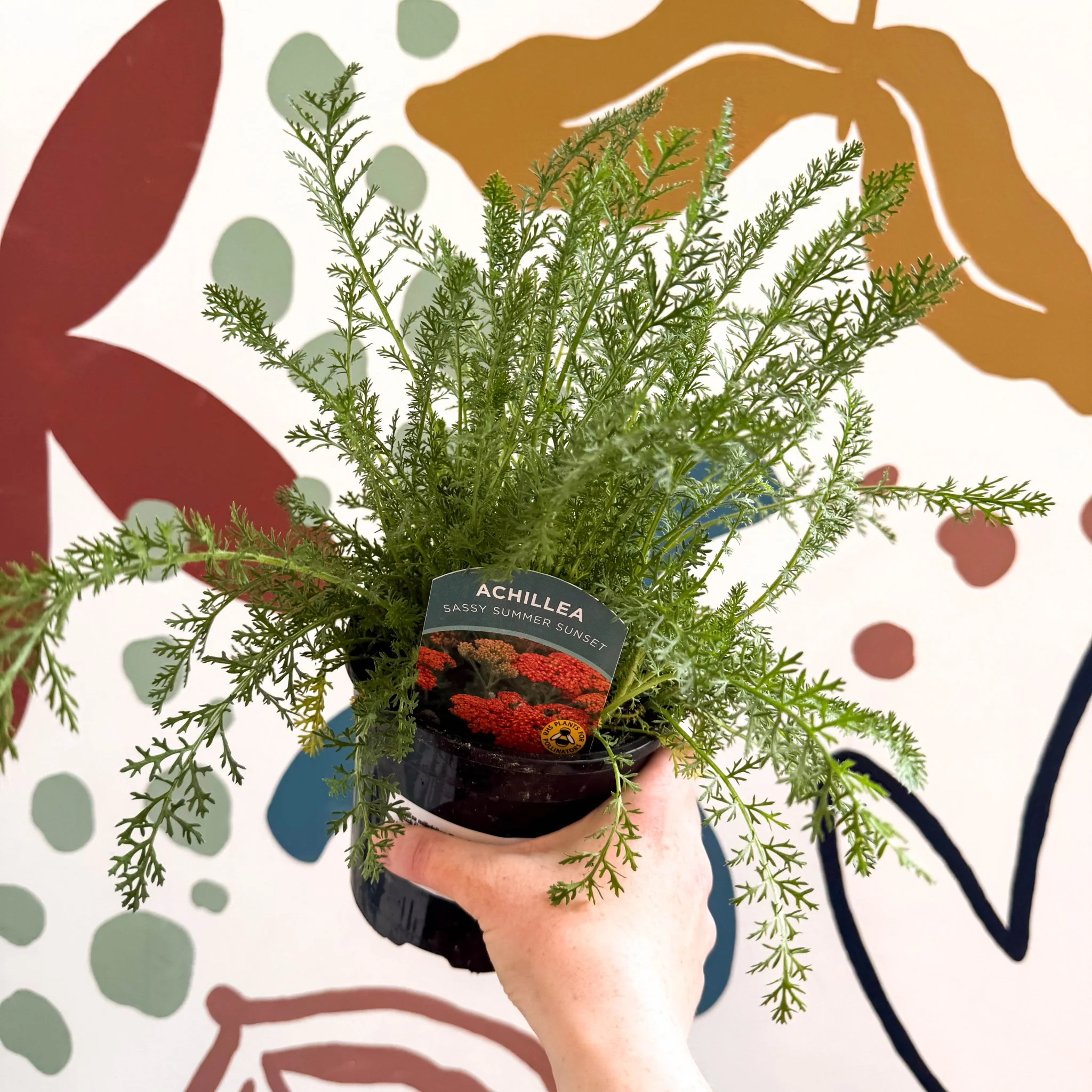 Achillea millefolium 'Sassy Summer Sunset' - Orange Yarrow - British Grown Herbaceous Perennial - Image 8