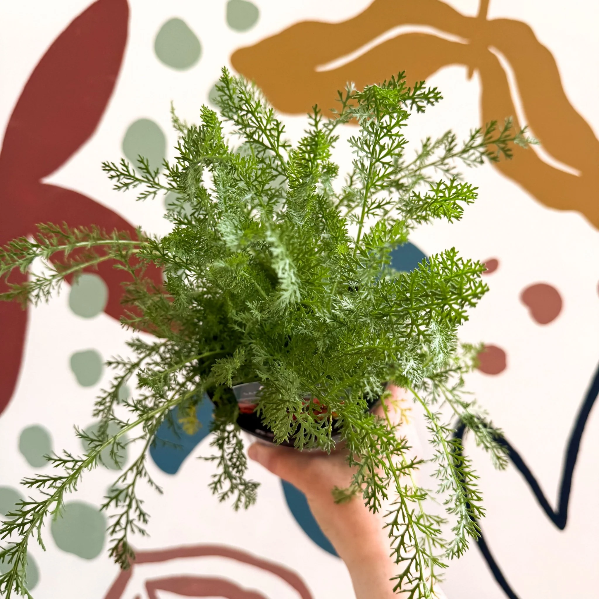 Achillea millefolium 'Sassy Summer Sunset' - Orange Yarrow - British Grown Herbaceous Perennial - Image 9