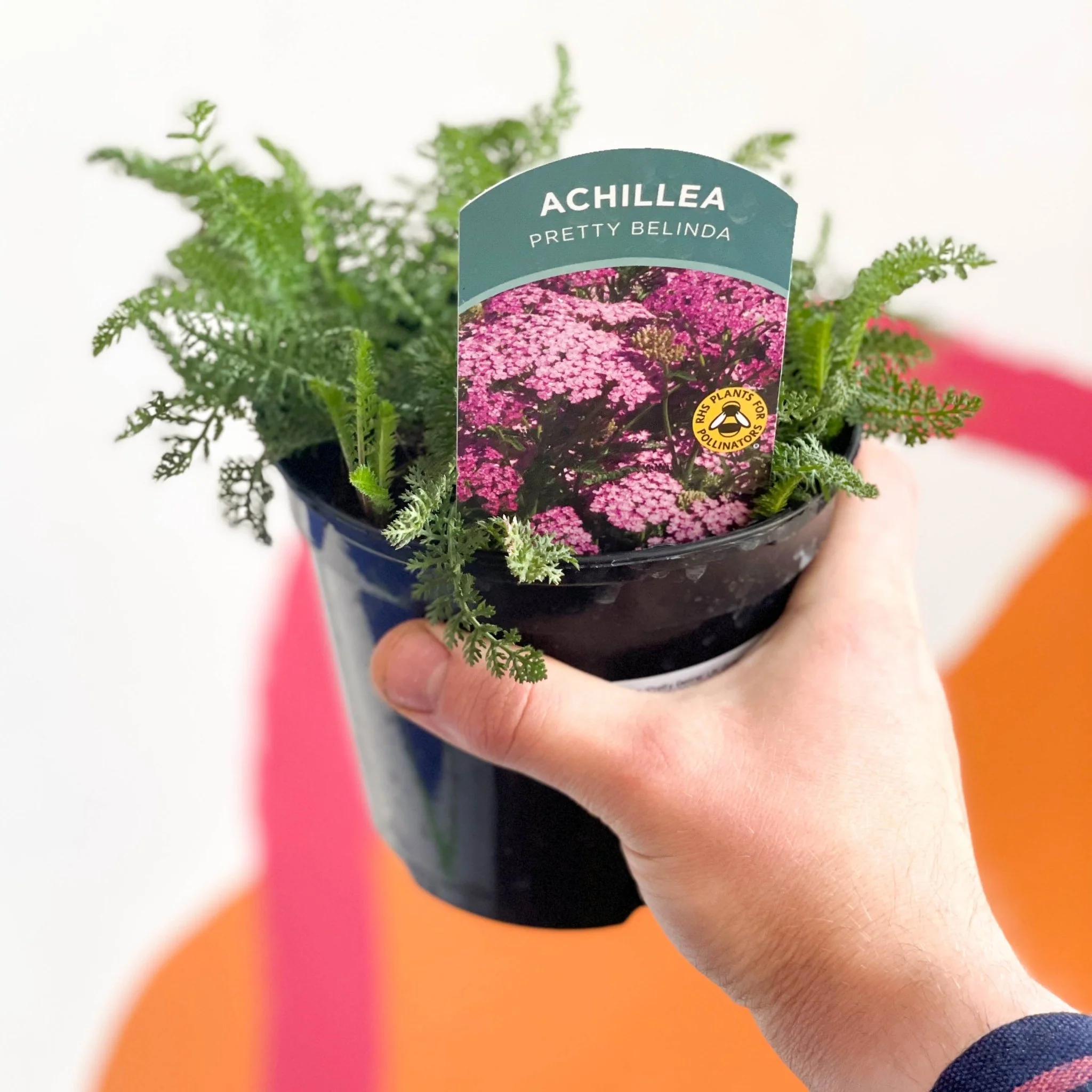 Yarrow - Achillea 'Pretty Belina' UK Grown - Image 2