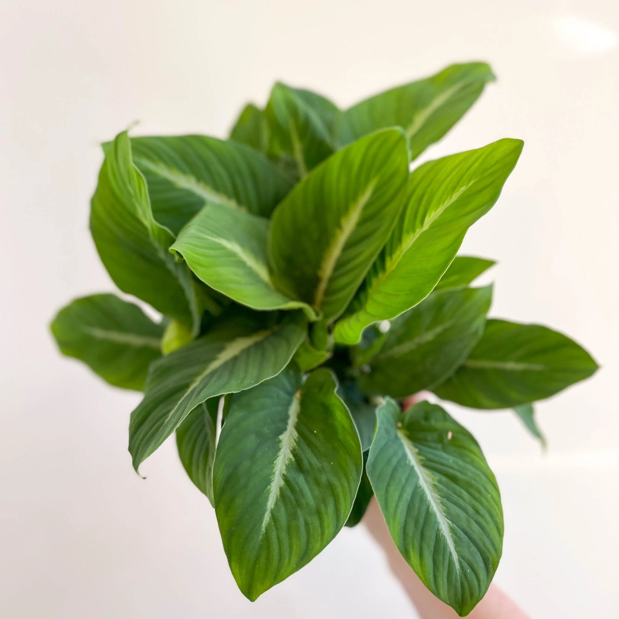 Adelonema pallidinervium