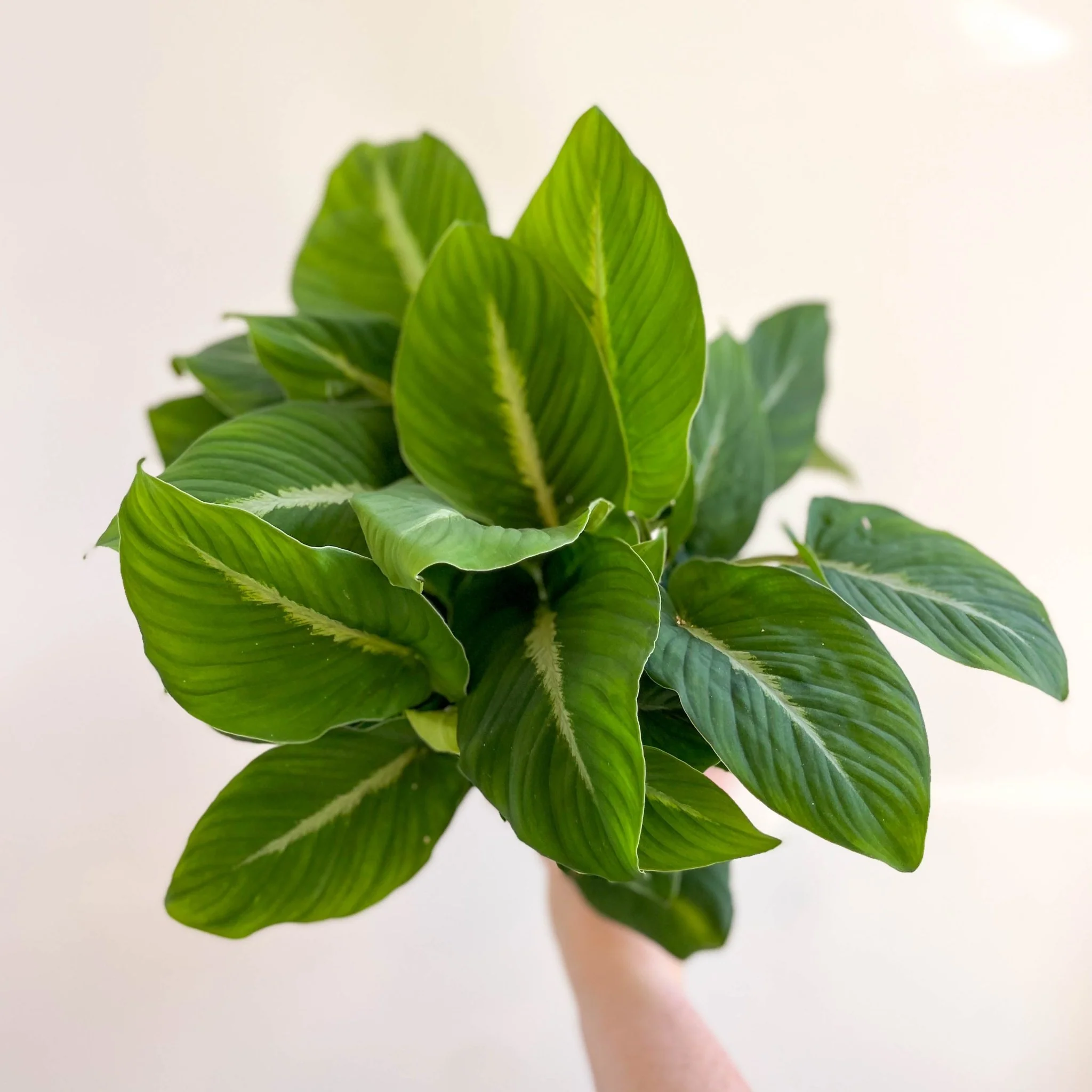 Adelonema pallidinervium - Image 7