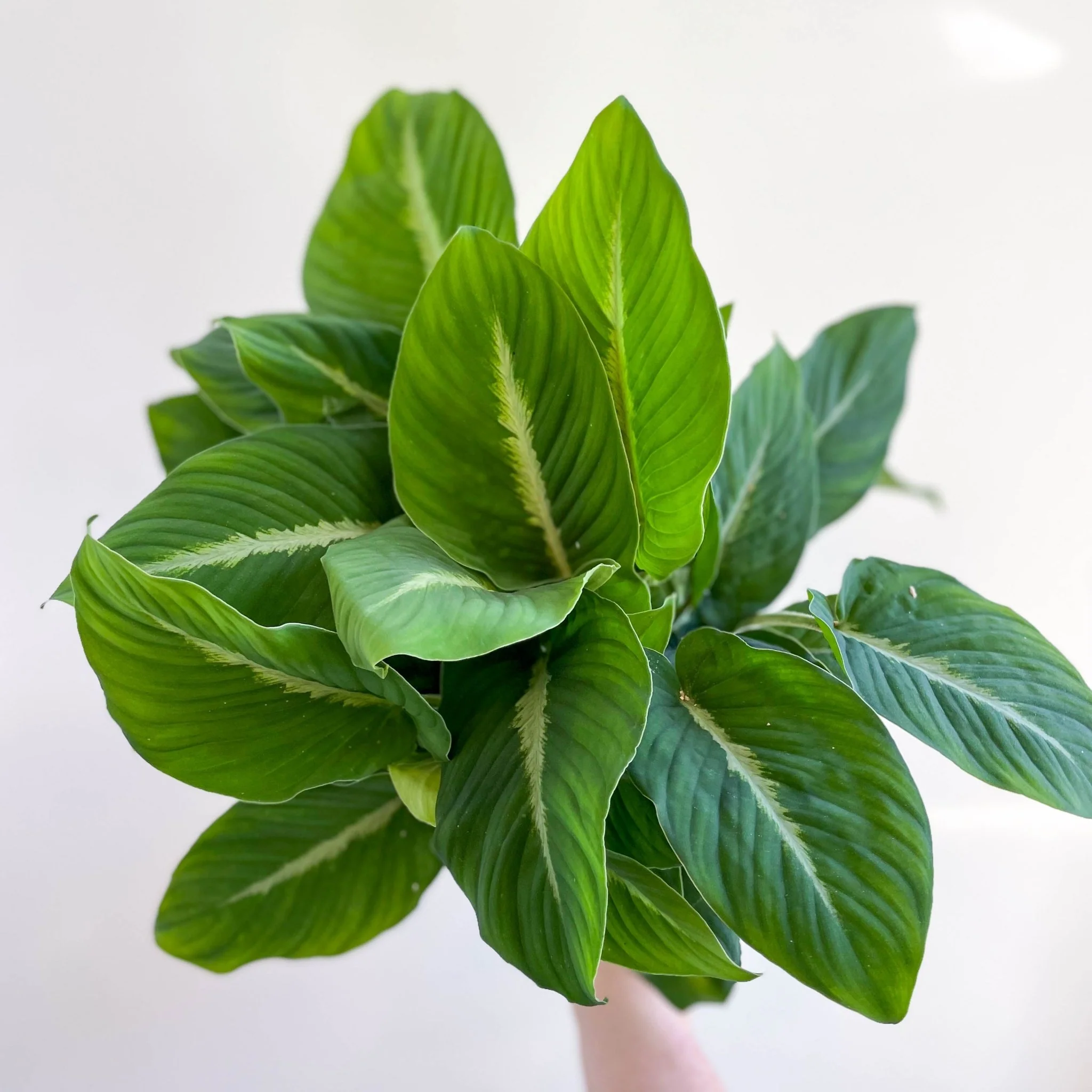 Adelonema pallidinervium - Image 8