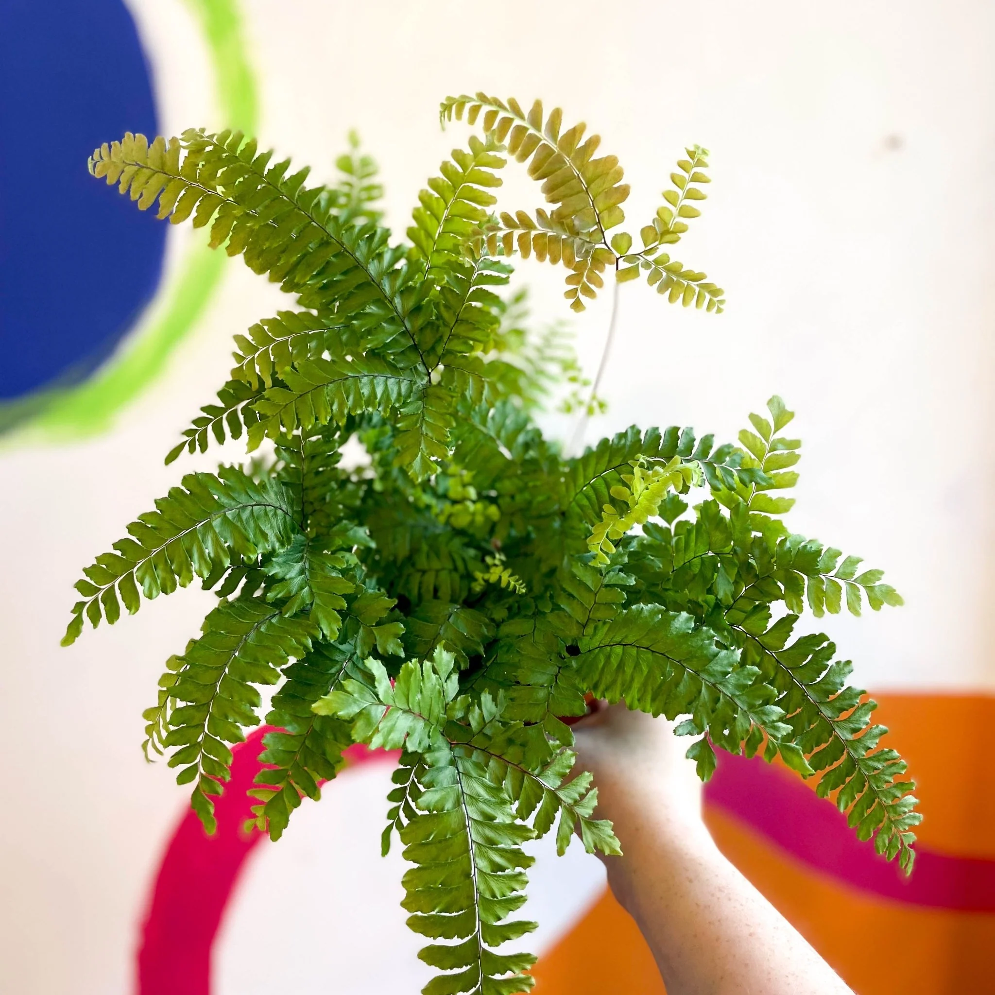 Adiantum hispidulum 'Bronze Venus' - Rough Maidenhair Fern