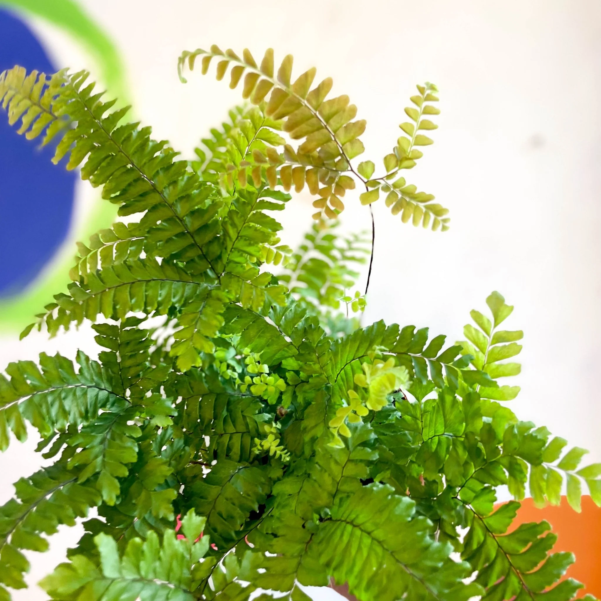 Adiantum hispidulum 'Bronze Venus' - Rough Maidenhair Fern - Image 2