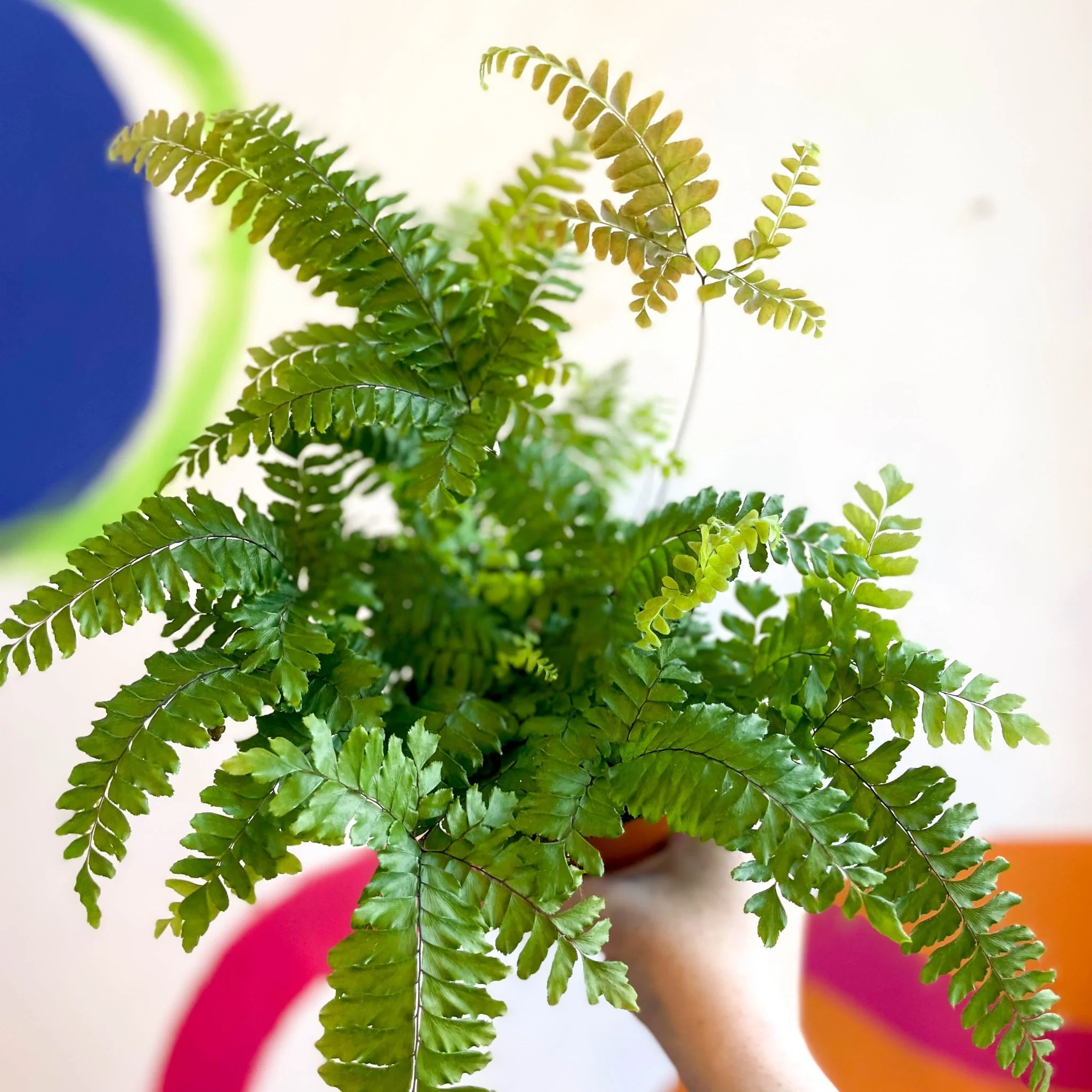Adiantum hispidulum 'Bronze Venus' - Rough Maidenhair Fern - Image 3