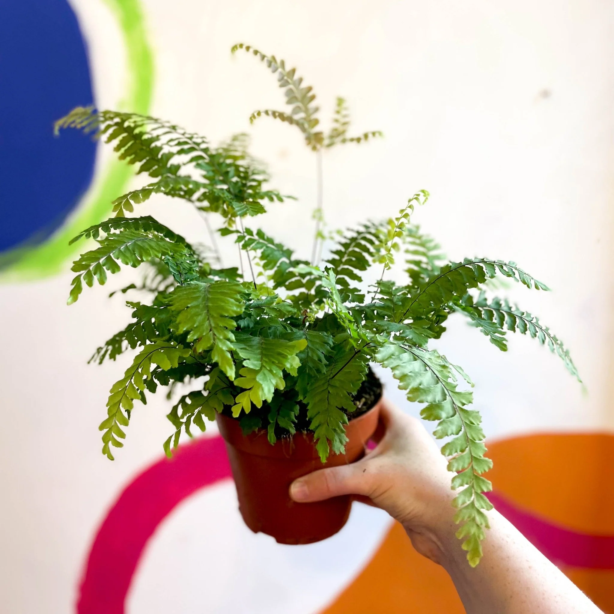 Adiantum hispidulum 'Bronze Venus' - Rough Maidenhair Fern - Image 4