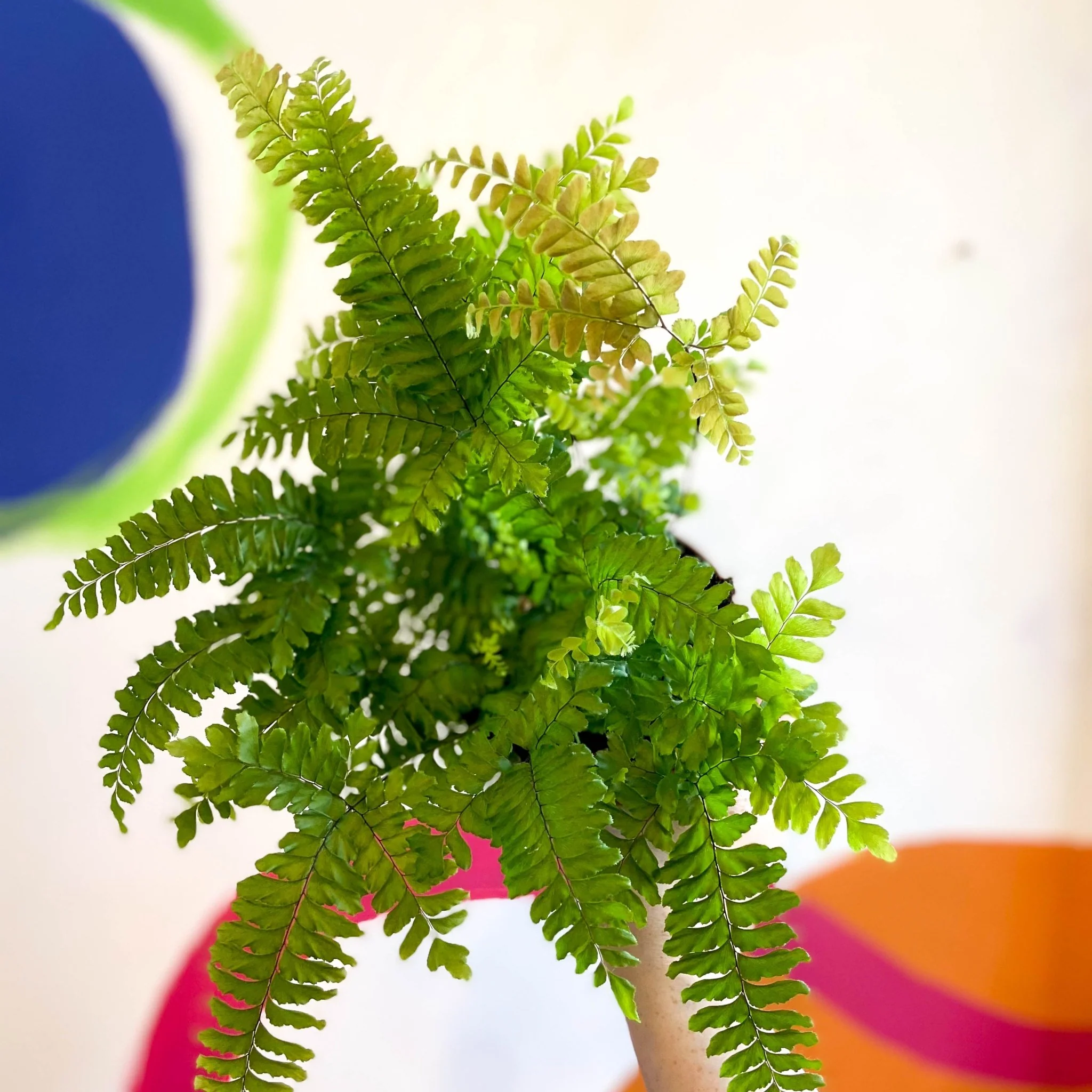 Adiantum hispidulum 'Bronze Venus' - Rough Maidenhair Fern - Image 5