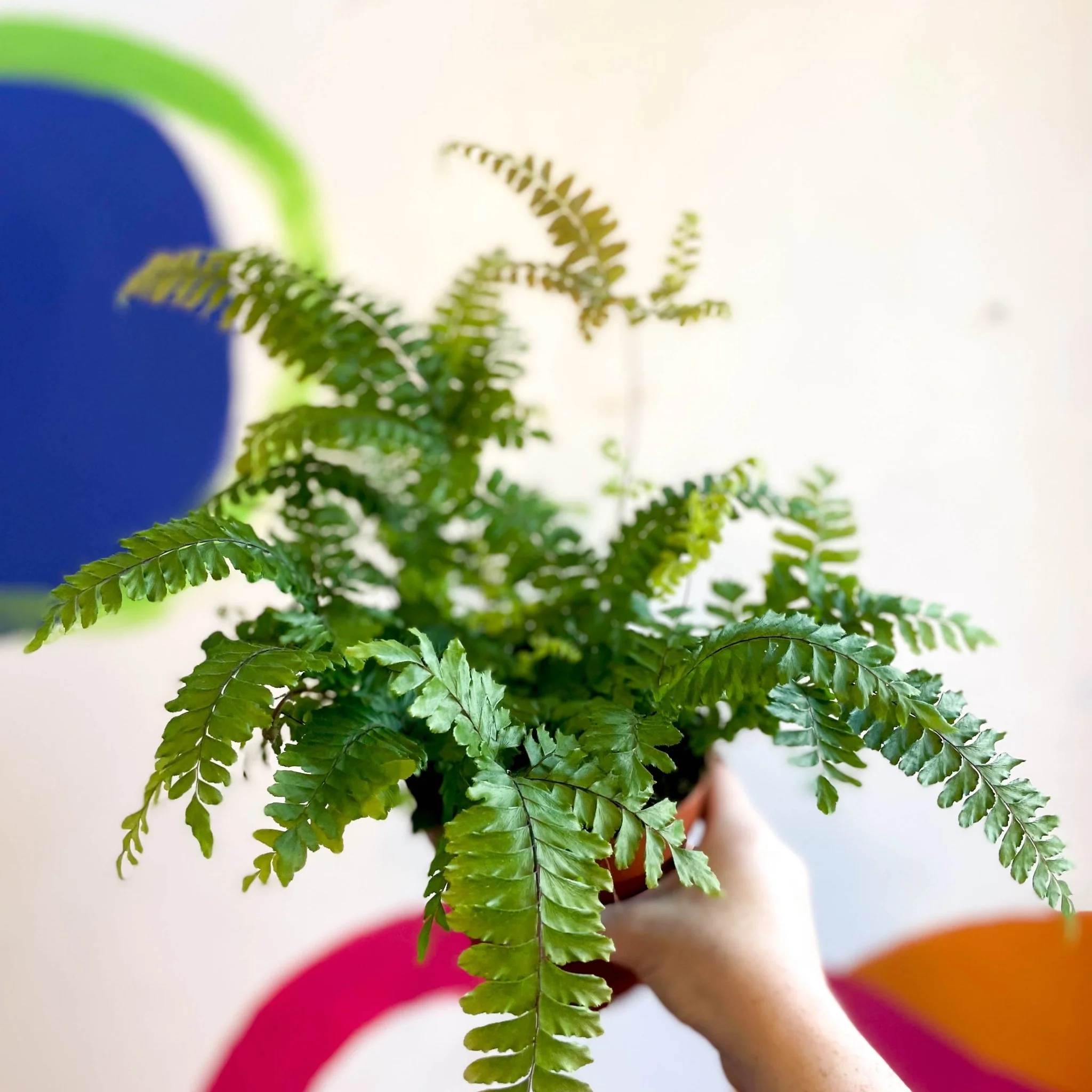 Adiantum hispidulum 'Bronze Venus' - Rough Maidenhair Fern - Image 6