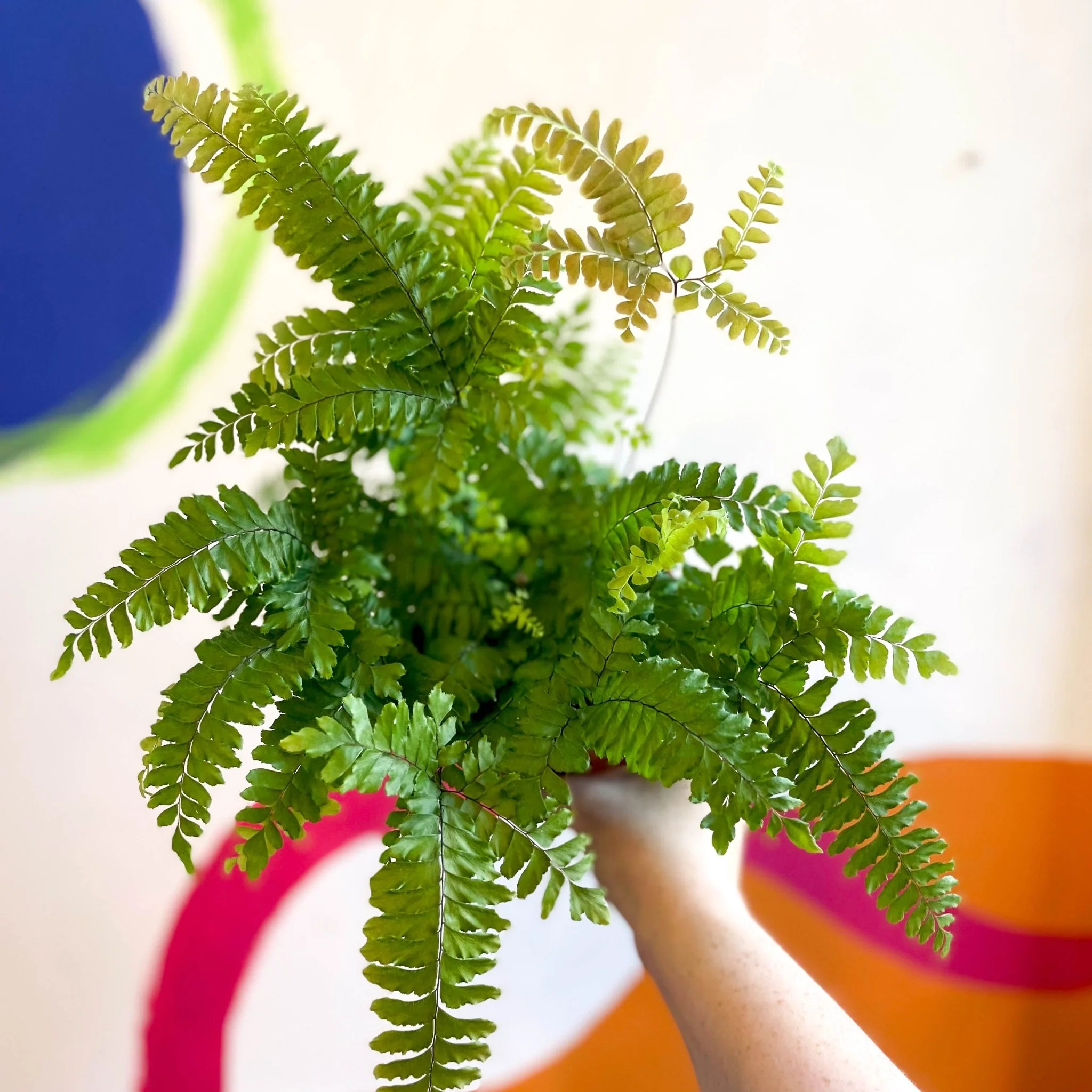 Adiantum hispidulum 'Bronze Venus' - Rough Maidenhair Fern - Image 7