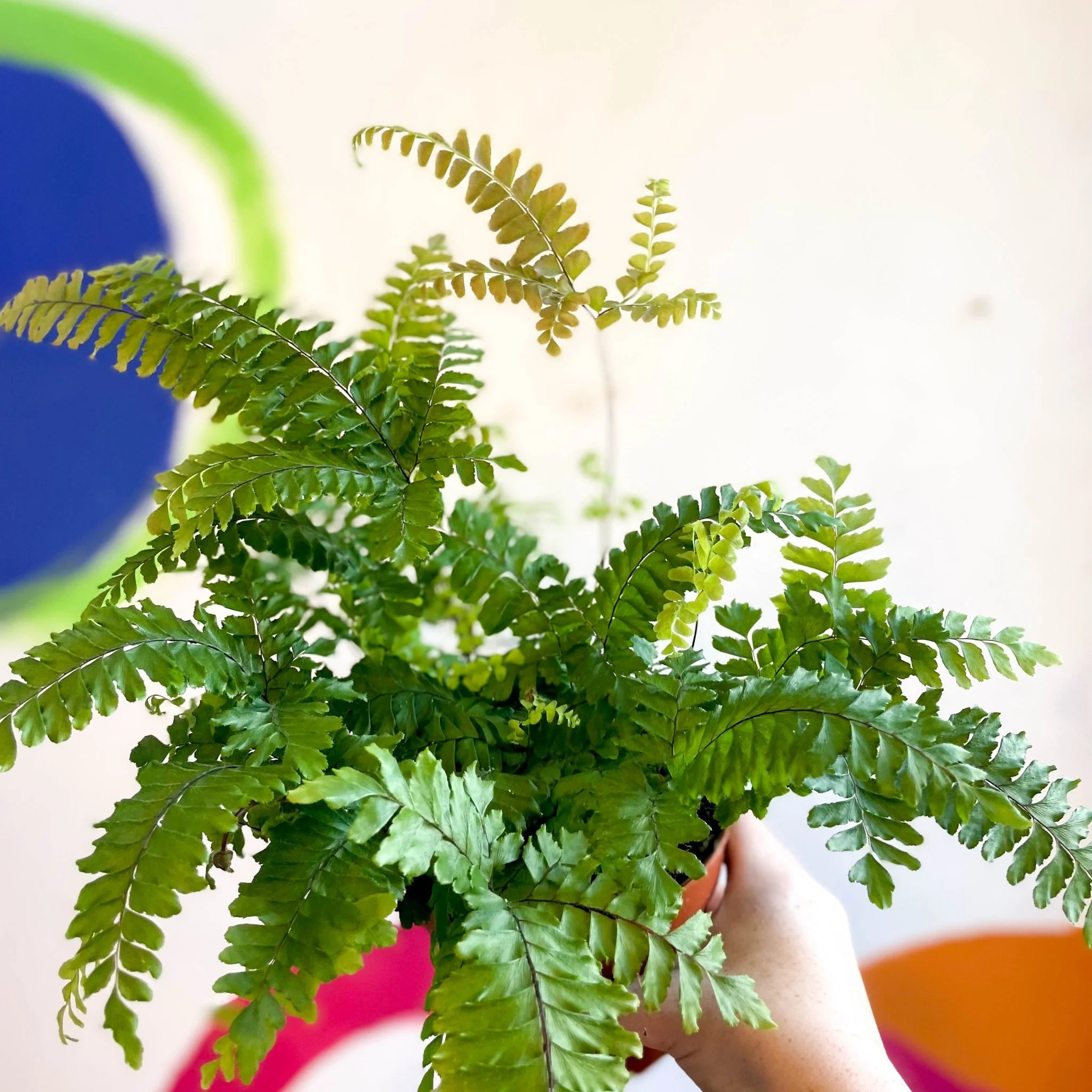 Adiantum hispidulum 'Bronze Venus' - Rough Maidenhair Fern - Image 8