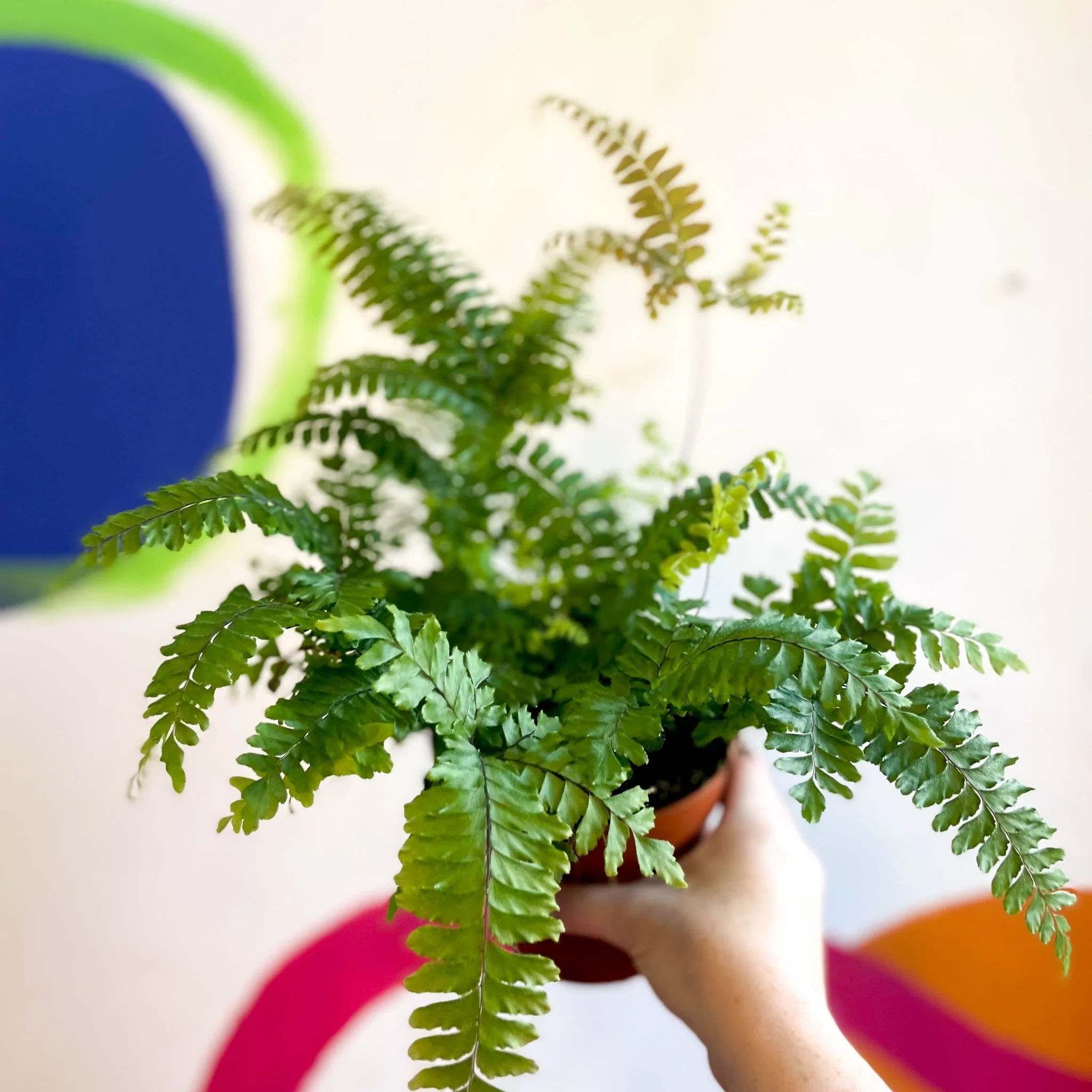 Adiantum hispidulum 'Bronze Venus' - Rough Maidenhair Fern - Image 9