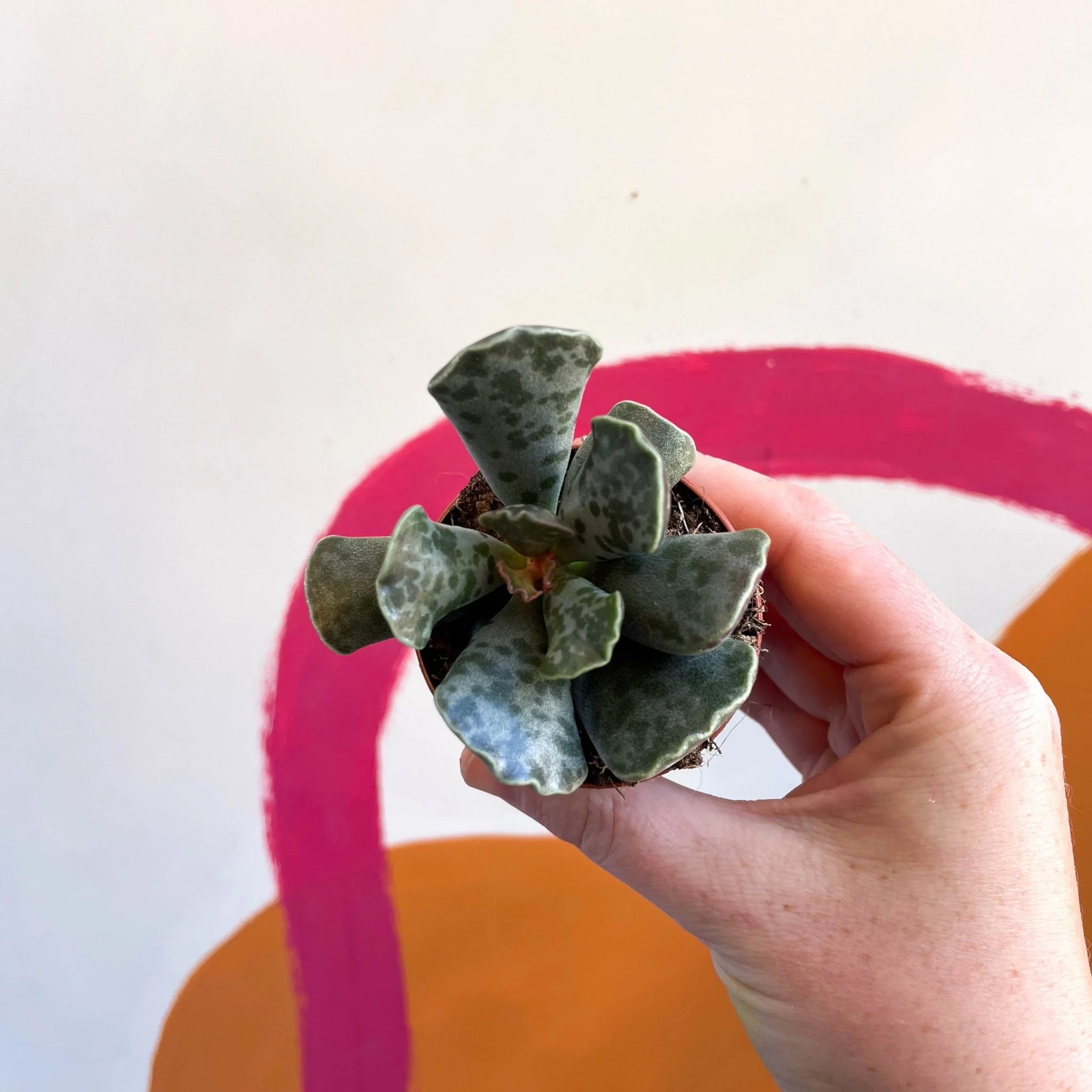 Adromischus cooperii - Image 2