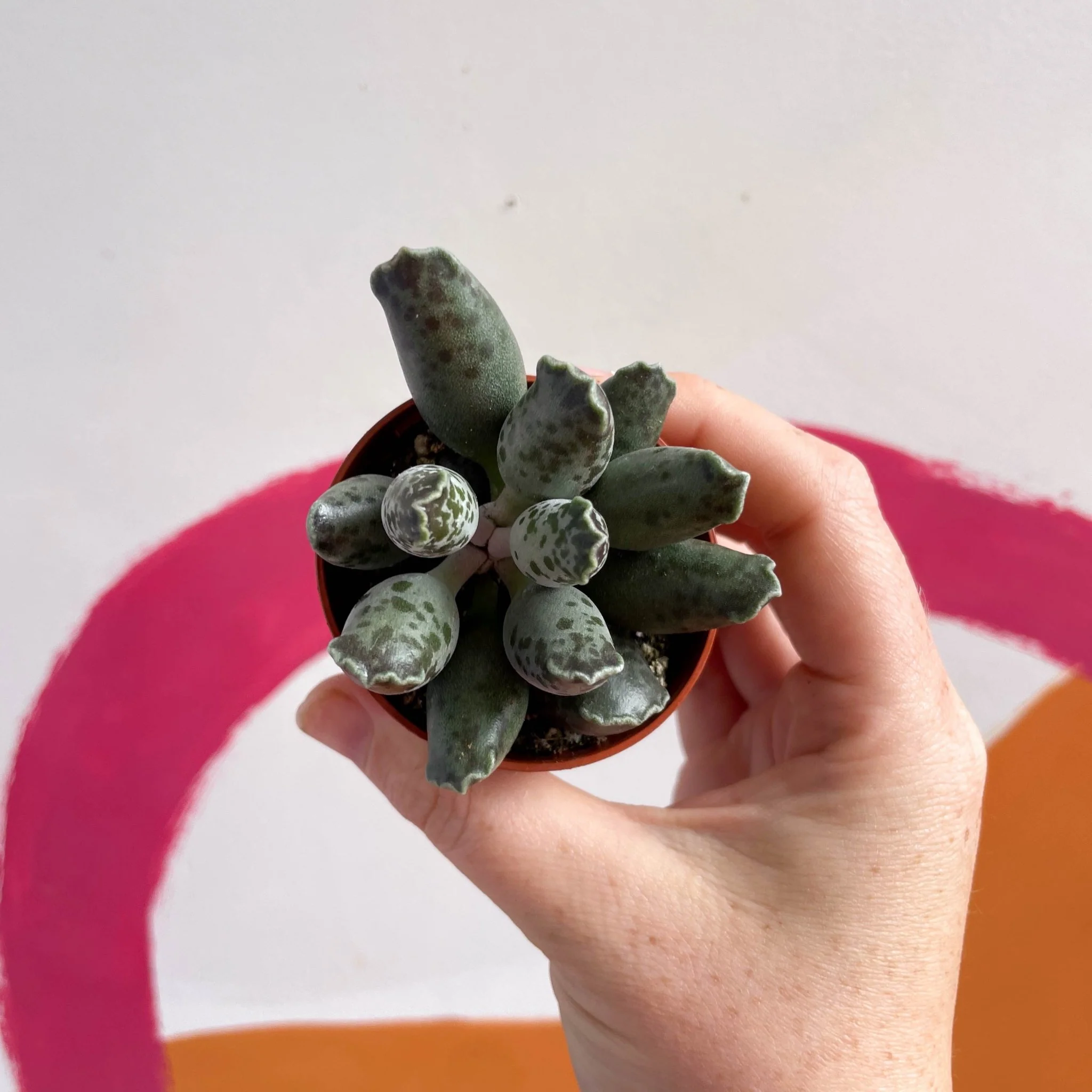 Adromischus marianae 'Coffee Bean'