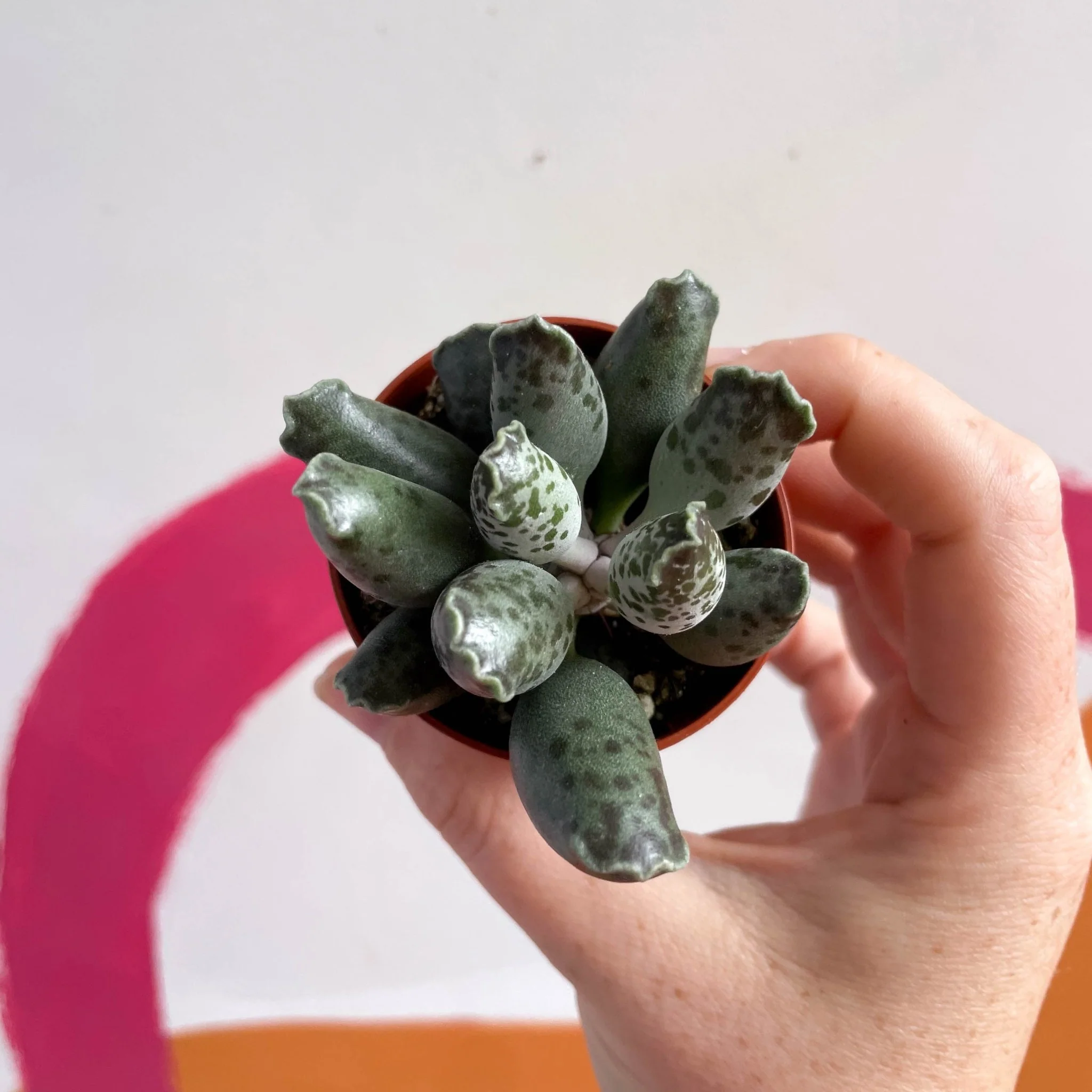 Adromischus marianae 'Coffee Bean' - Image 2