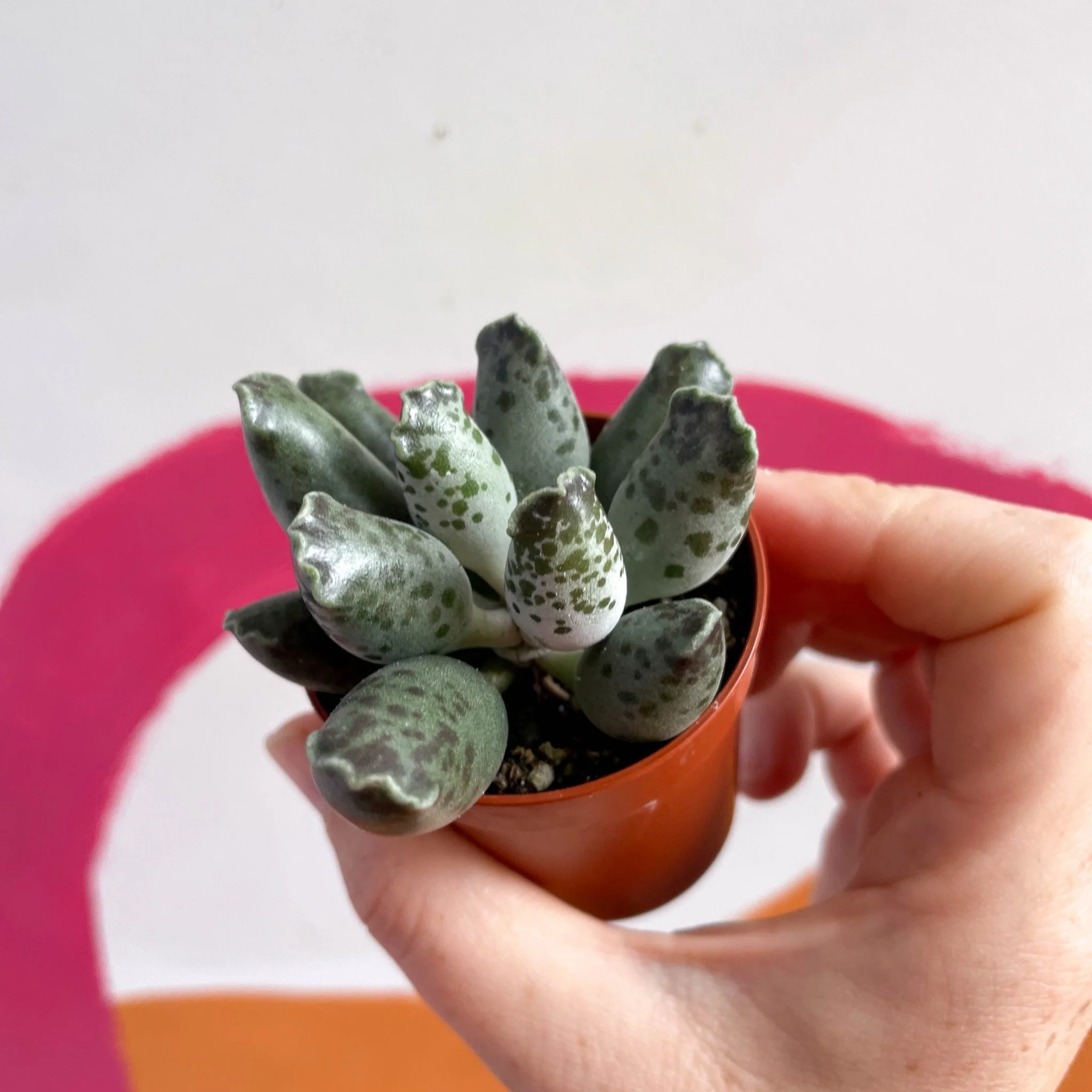 Adromischus marianae 'Coffee Bean' - Image 3