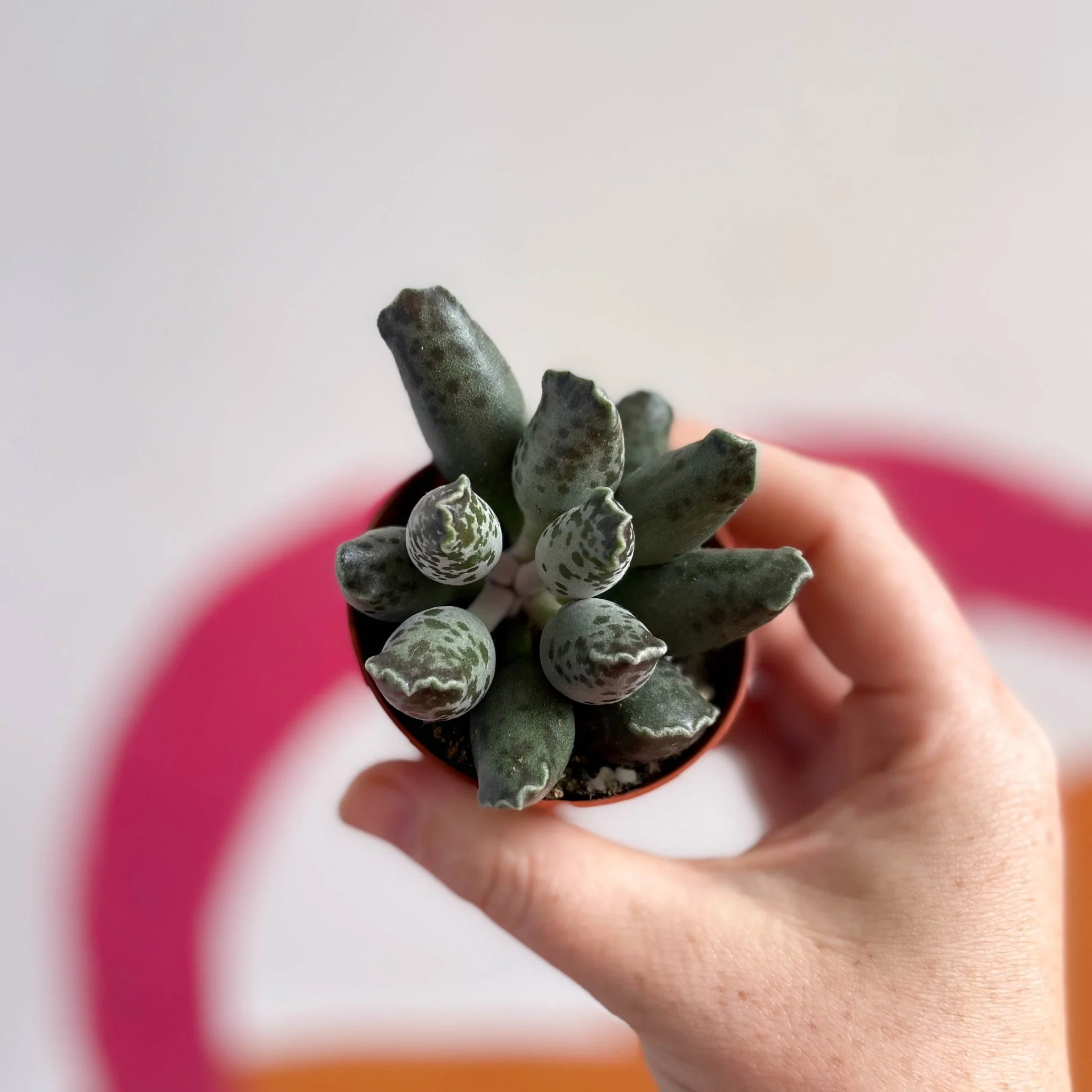 Adromischus marianae 'Coffee Bean' - Image 4