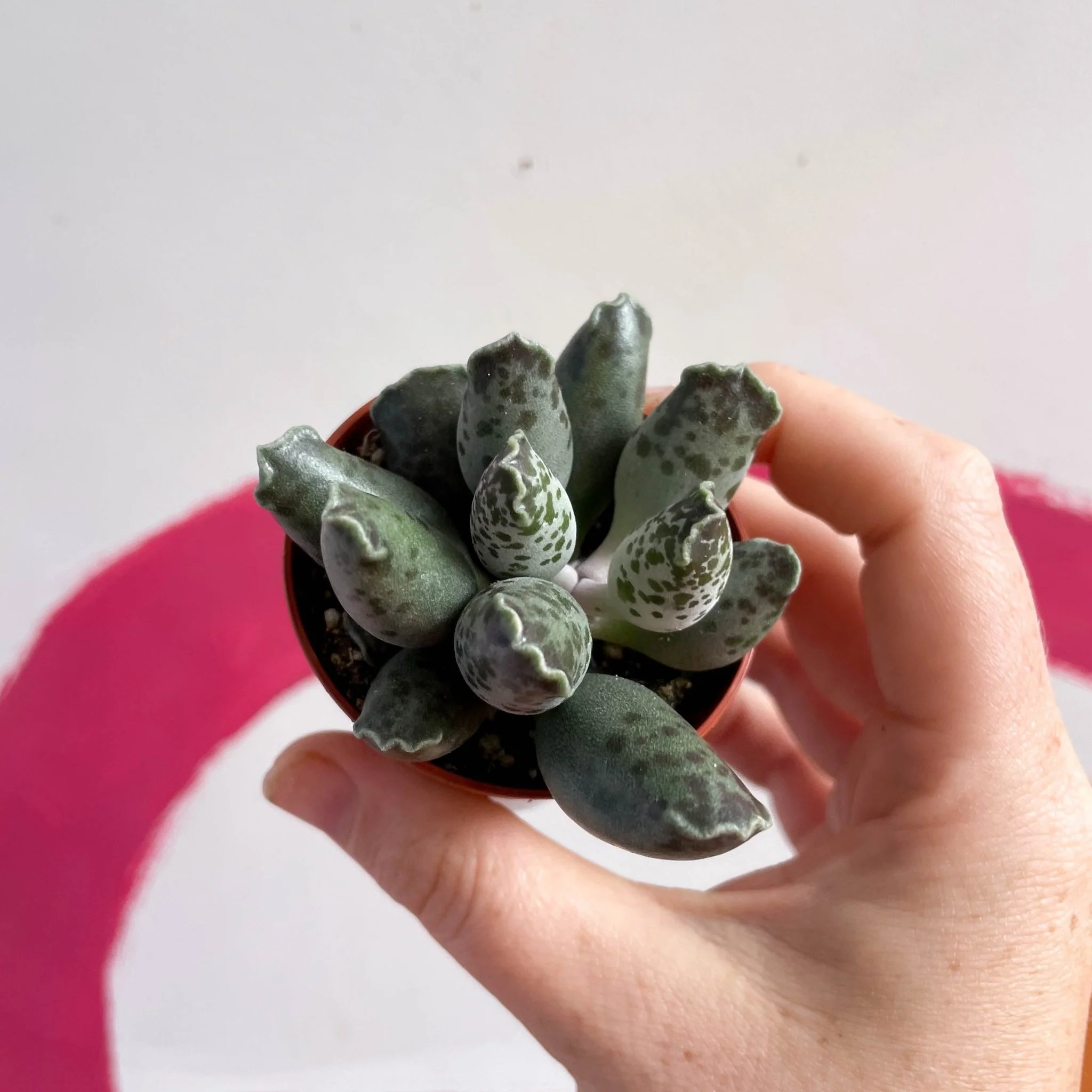 Adromischus marianae 'Coffee Bean' - Image 5