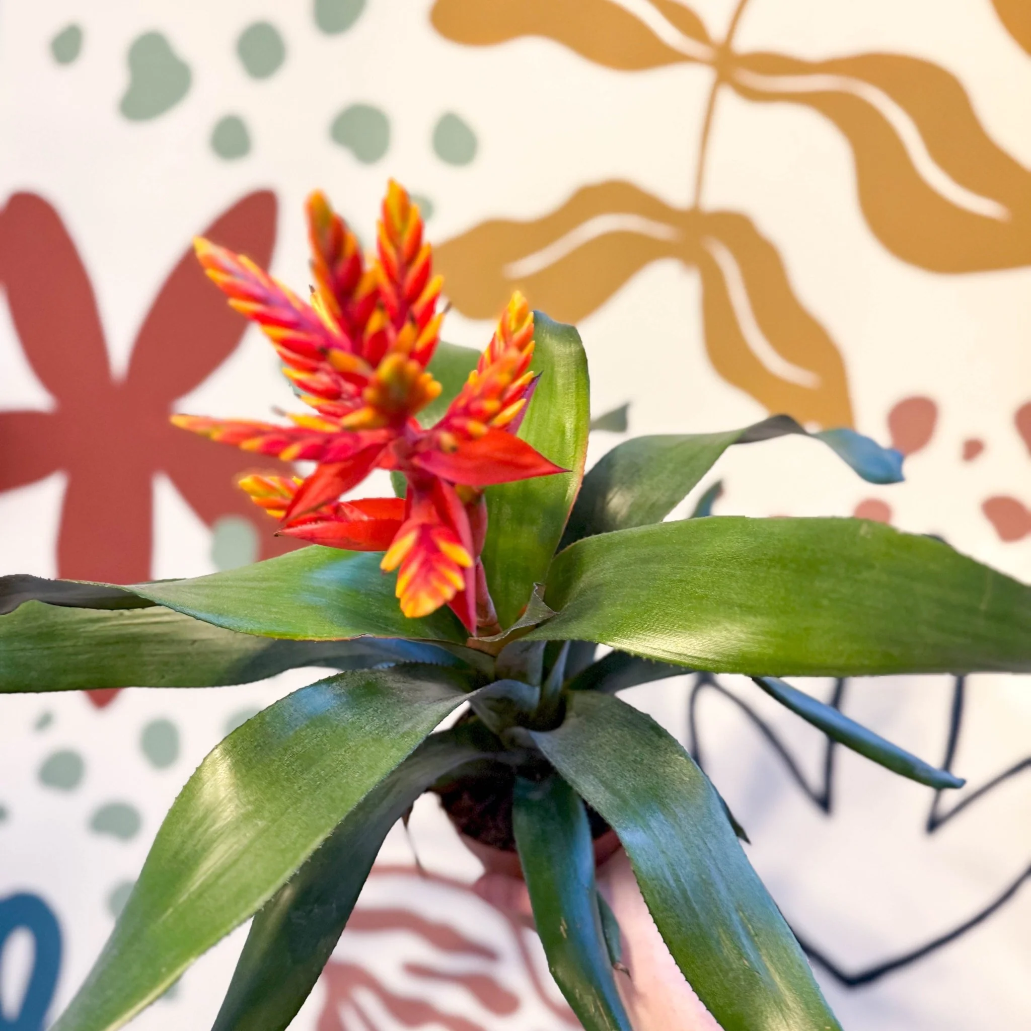 Aechmea ‘Pepita’ / ‘Elegant Flame’ - Orange Bromeliad