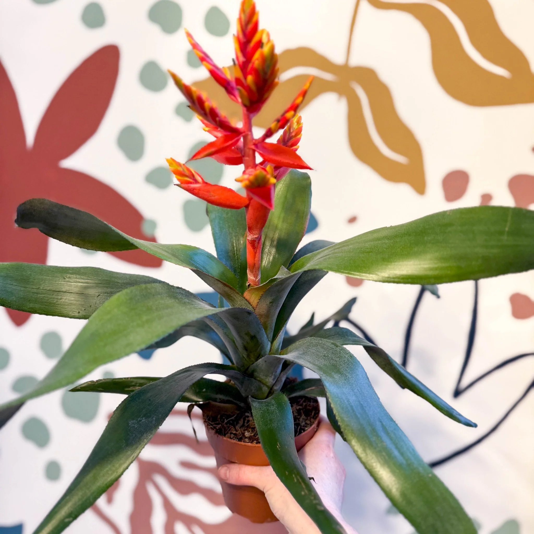 Aechmea ‘Pepita’ / ‘Elegant Flame’ - Orange Bromeliad - Image 2