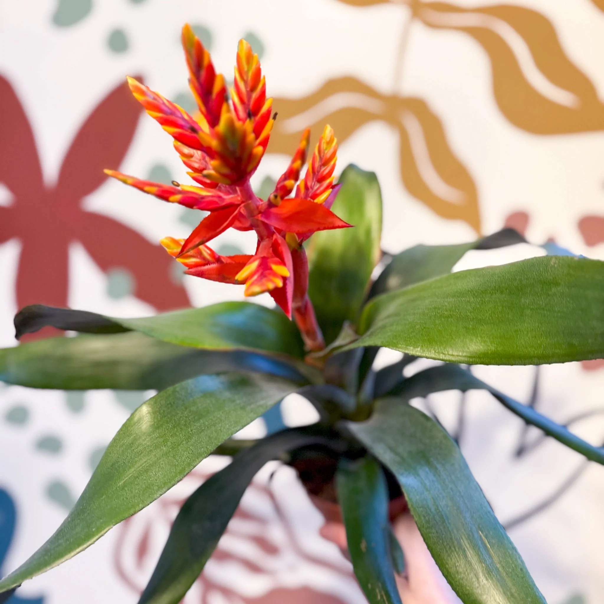 Aechmea ‘Pepita’ / ‘Elegant Flame’ - Orange Bromeliad - Image 4