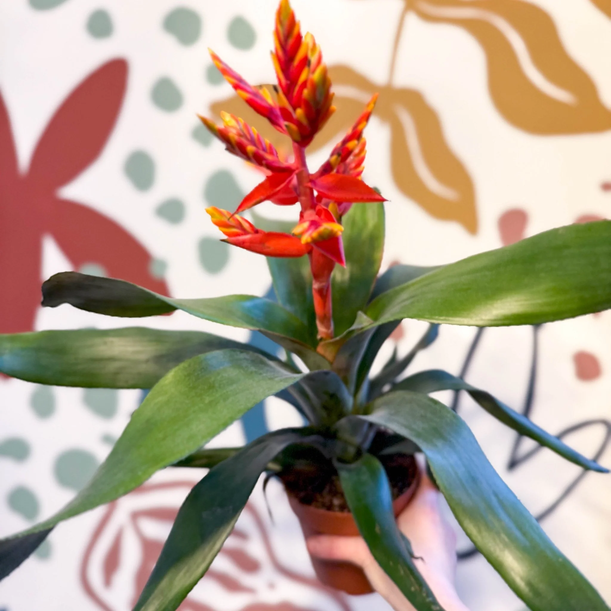 Aechmea ‘Pepita’ / ‘Elegant Flame’ - Orange Bromeliad - Image 6
