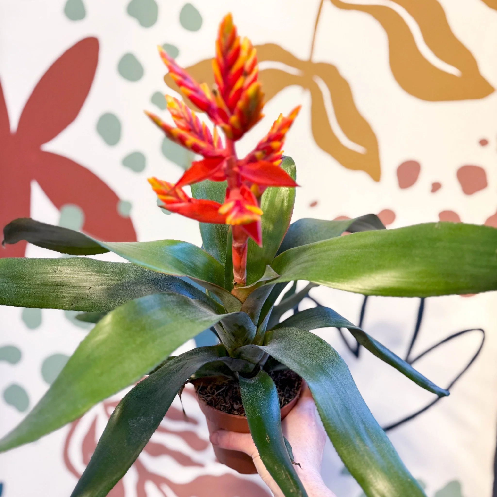 Aechmea ‘Pepita’ / ‘Elegant Flame’ - Orange Bromeliad - Image 7