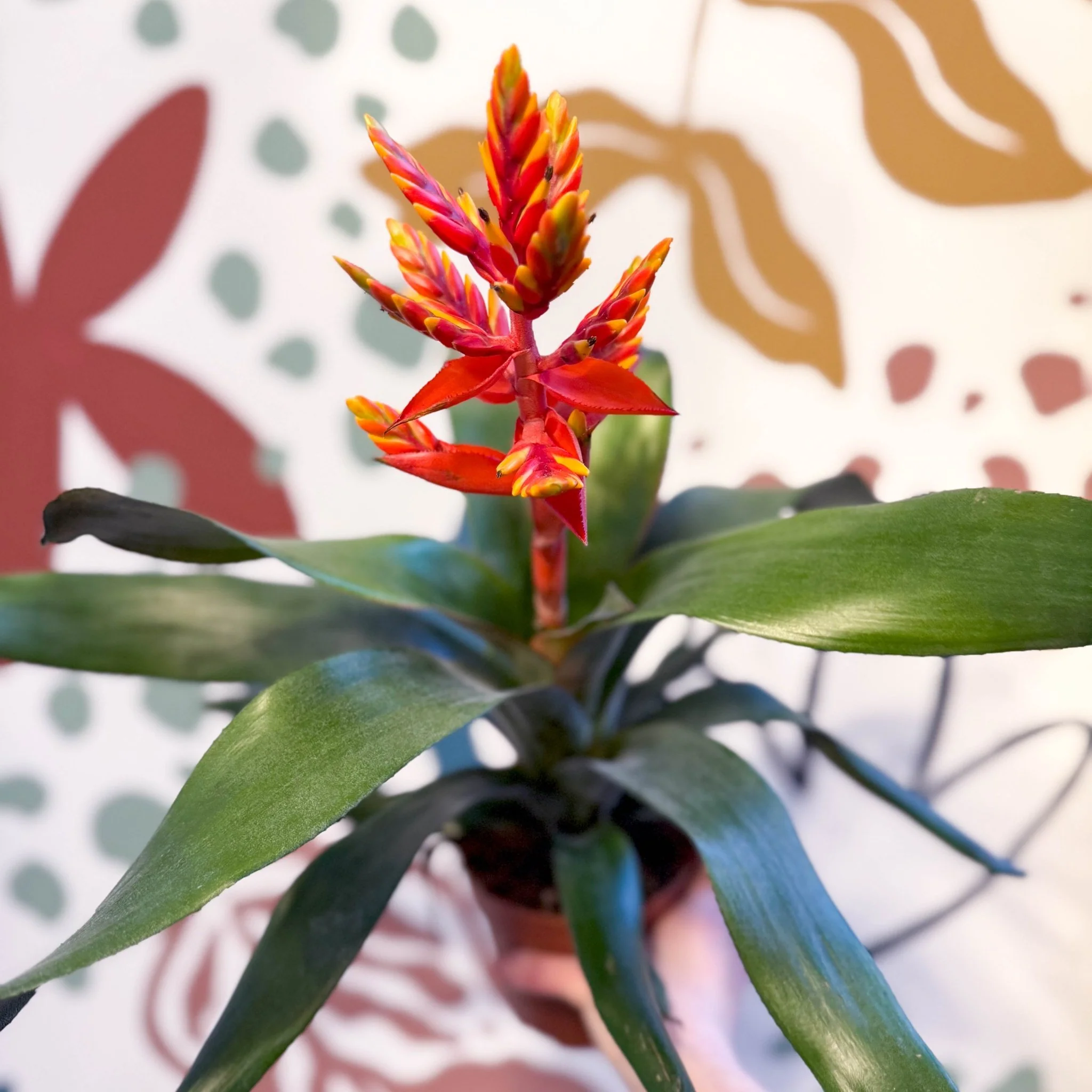 Aechmea ‘Pepita’ / ‘Elegant Flame’ - Orange Bromeliad - Image 8