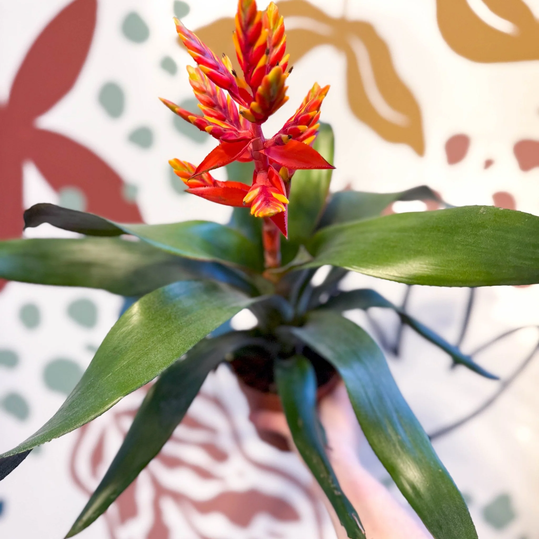 Aechmea ‘Pepita’ / ‘Elegant Flame’ - Orange Bromeliad - Image 9