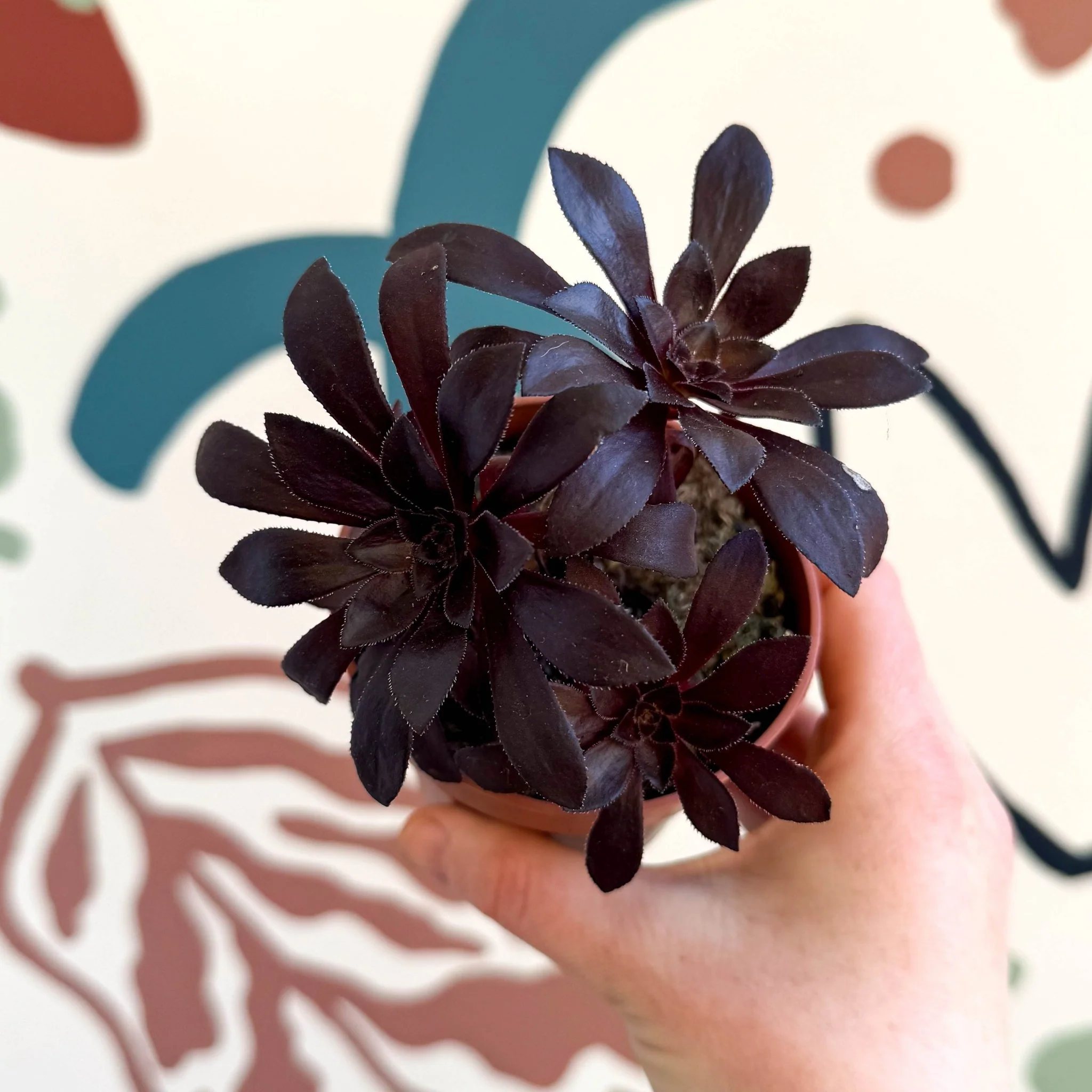 Aeonium arboreum