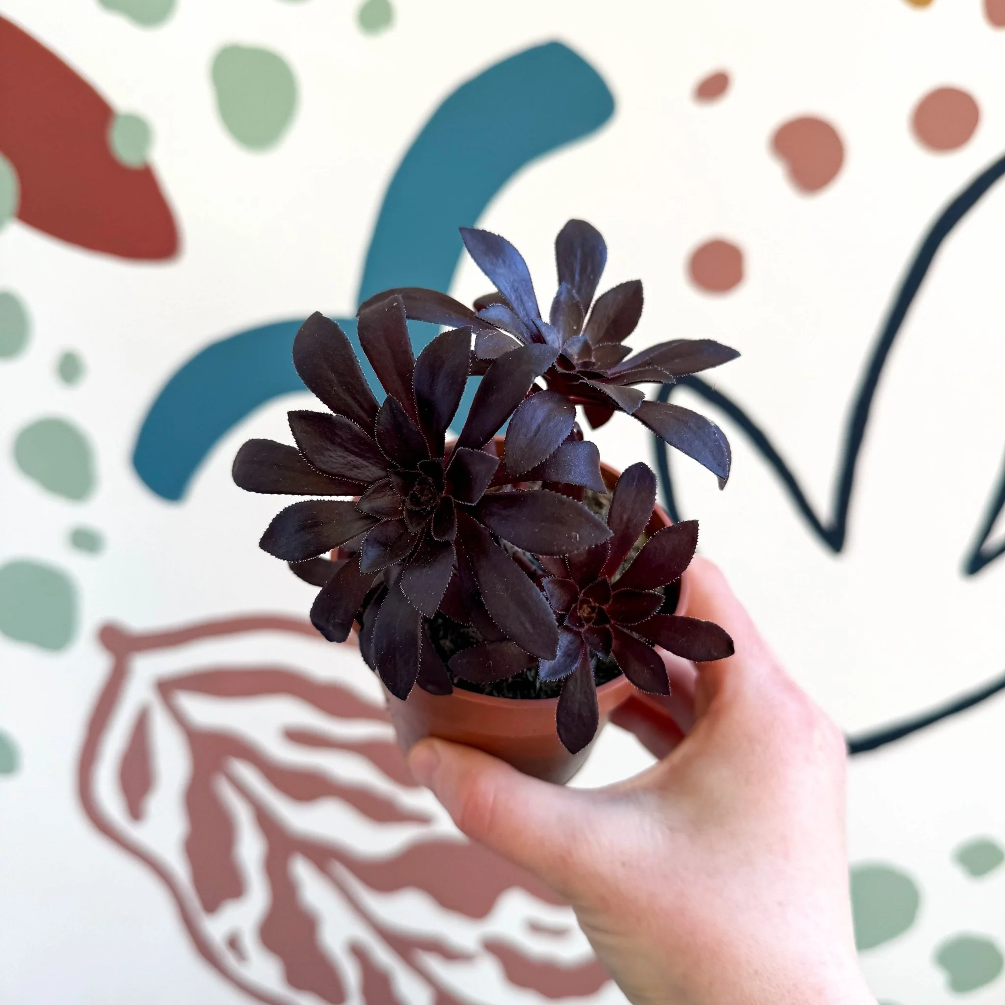 Aeonium arboreum - Image 10