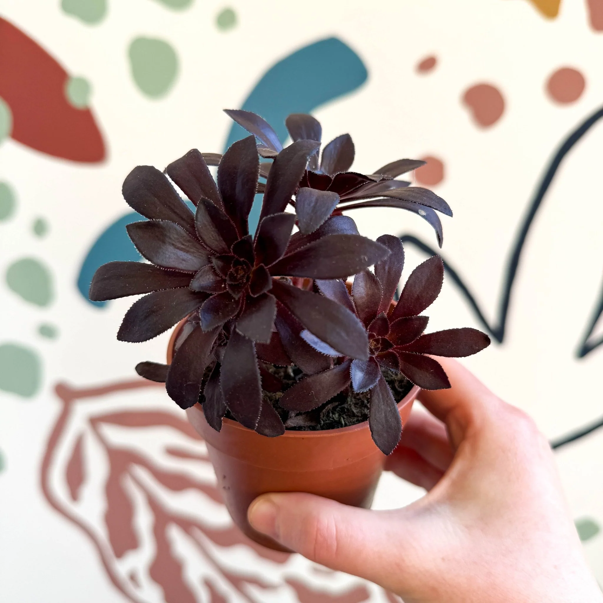 Aeonium arboreum - Image 11