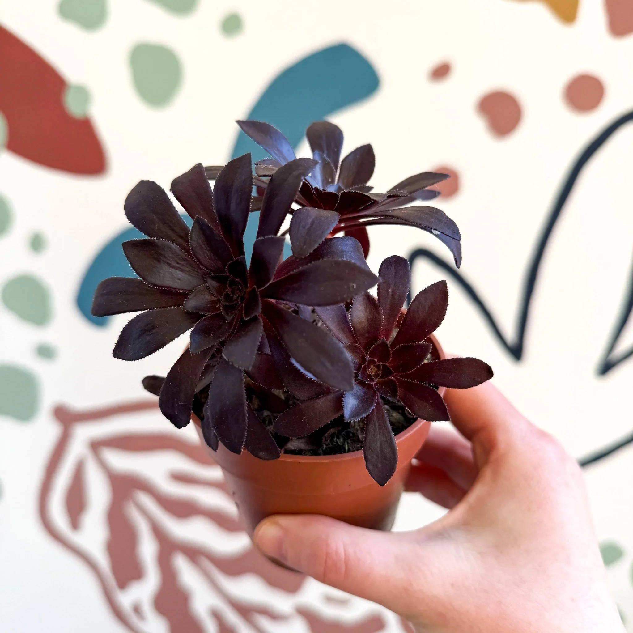 Aeonium arboreum - Image 12