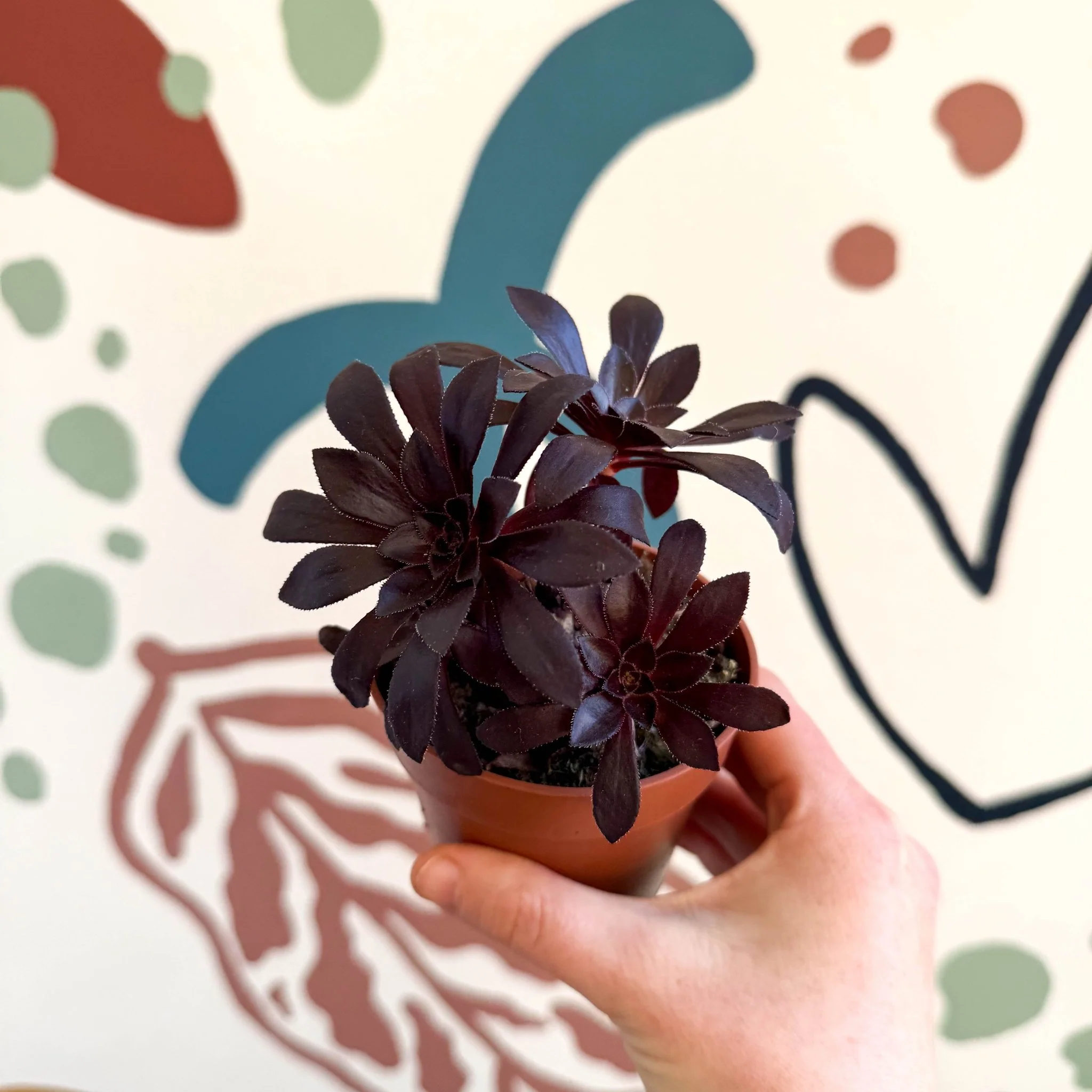 Aeonium arboreum - Image 3
