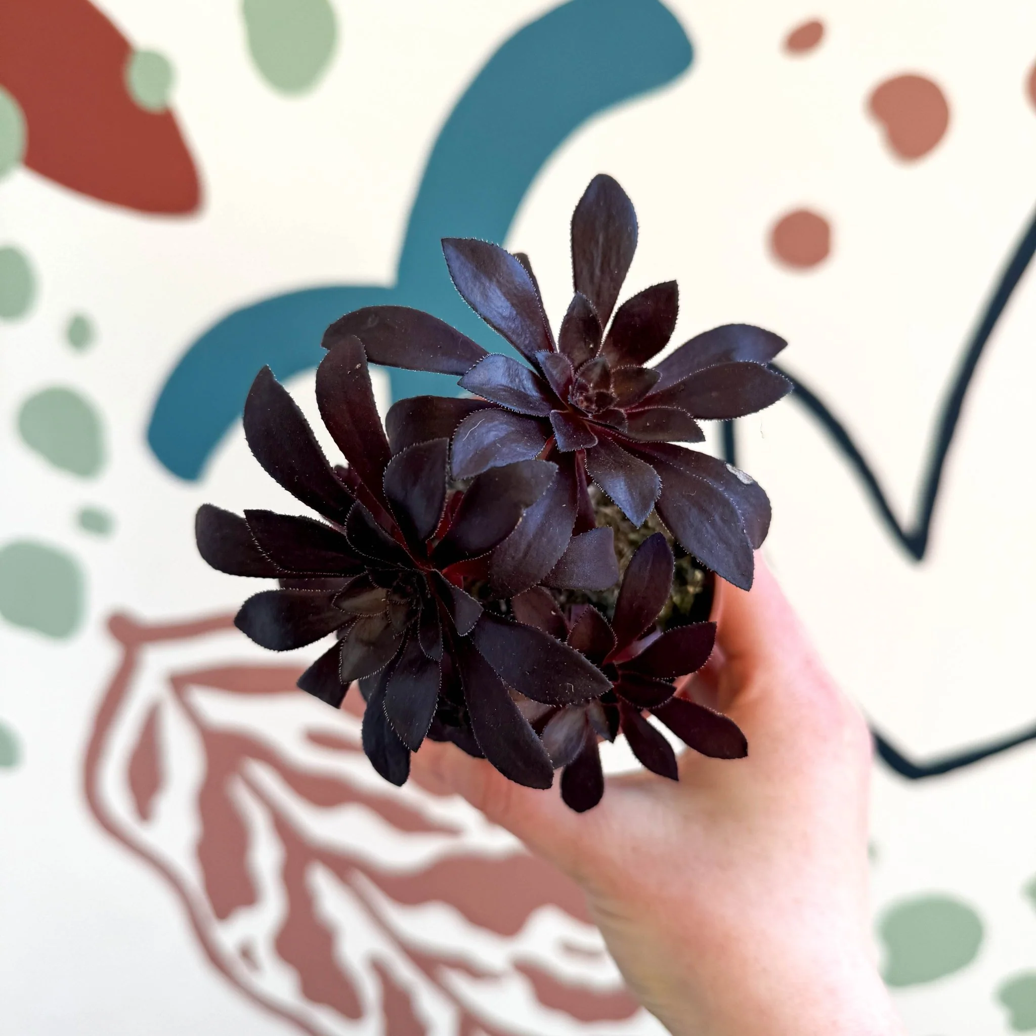 Aeonium arboreum - Image 4
