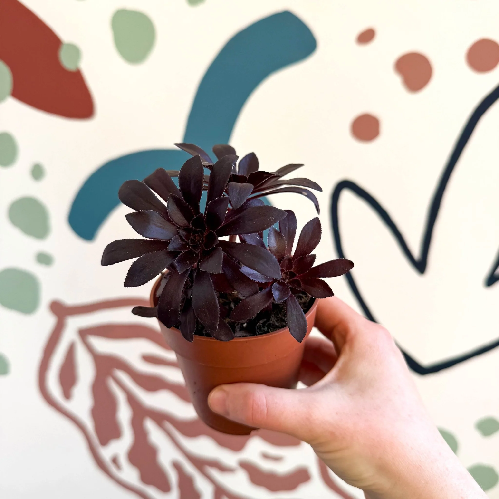 Aeonium arboreum - Image 6
