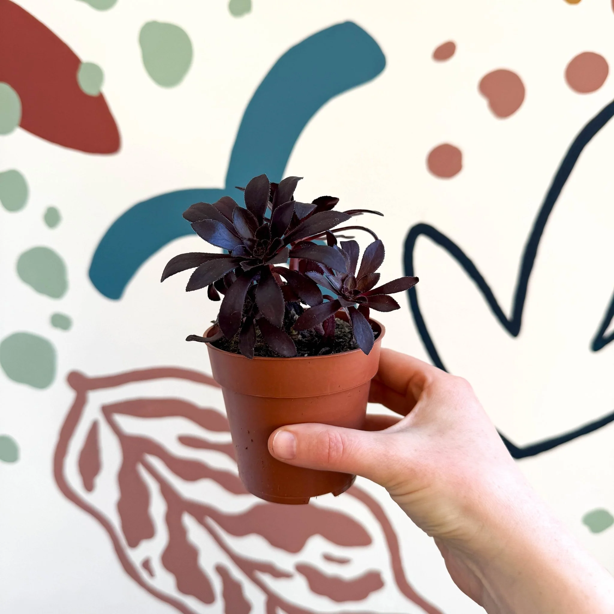 Aeonium arboreum - Image 7