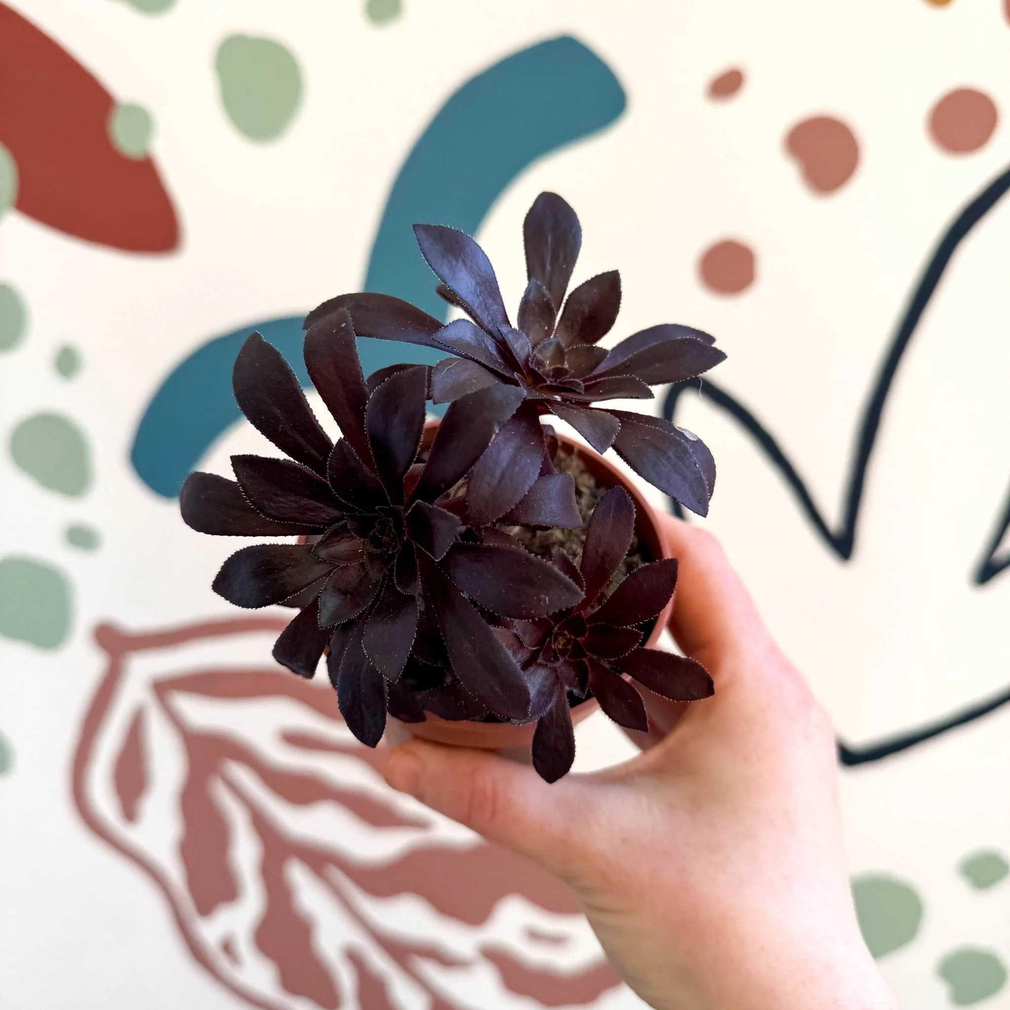 Aeonium arboreum - Image 8